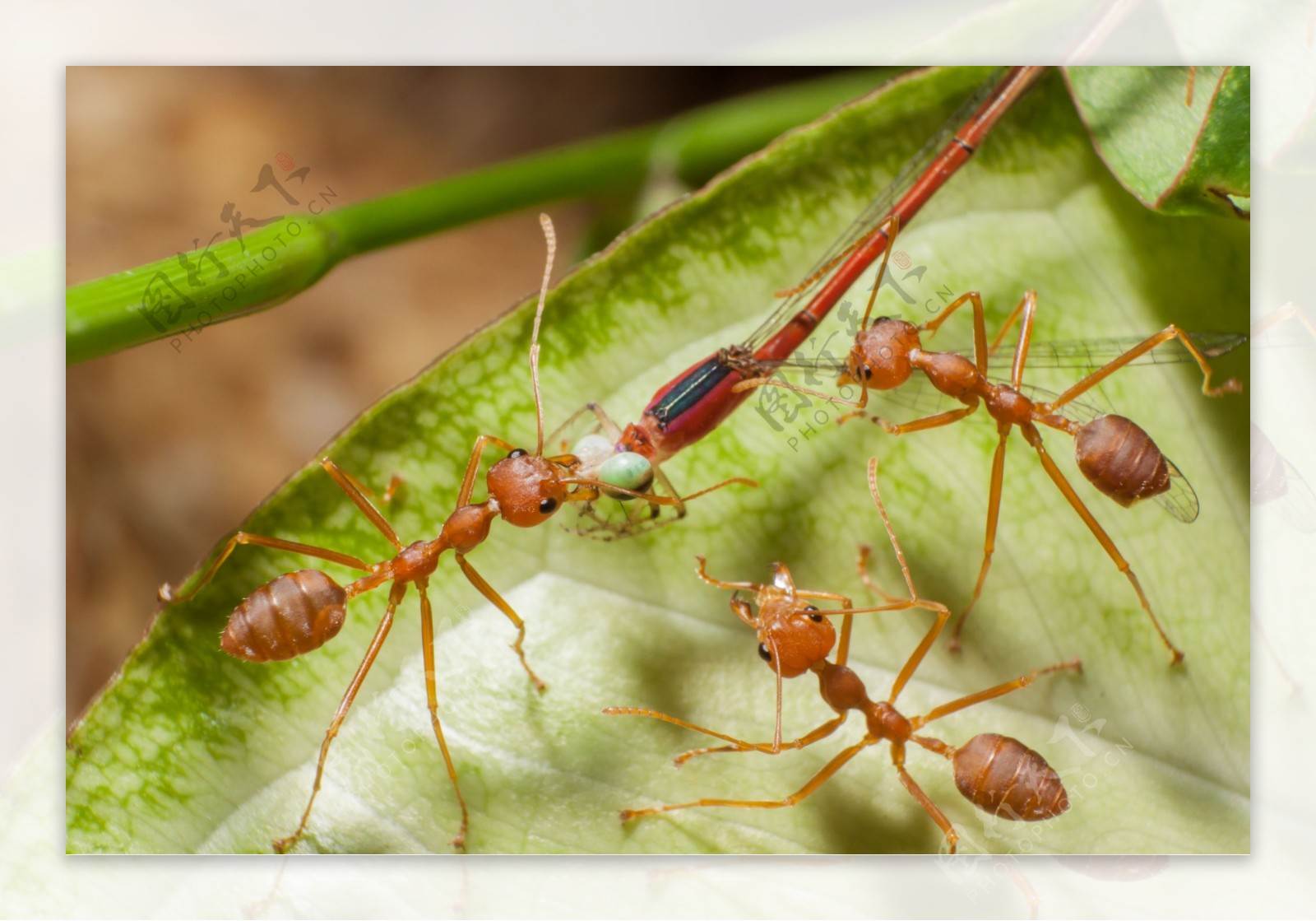 一起抬蜻蜓的蚂蚁图片