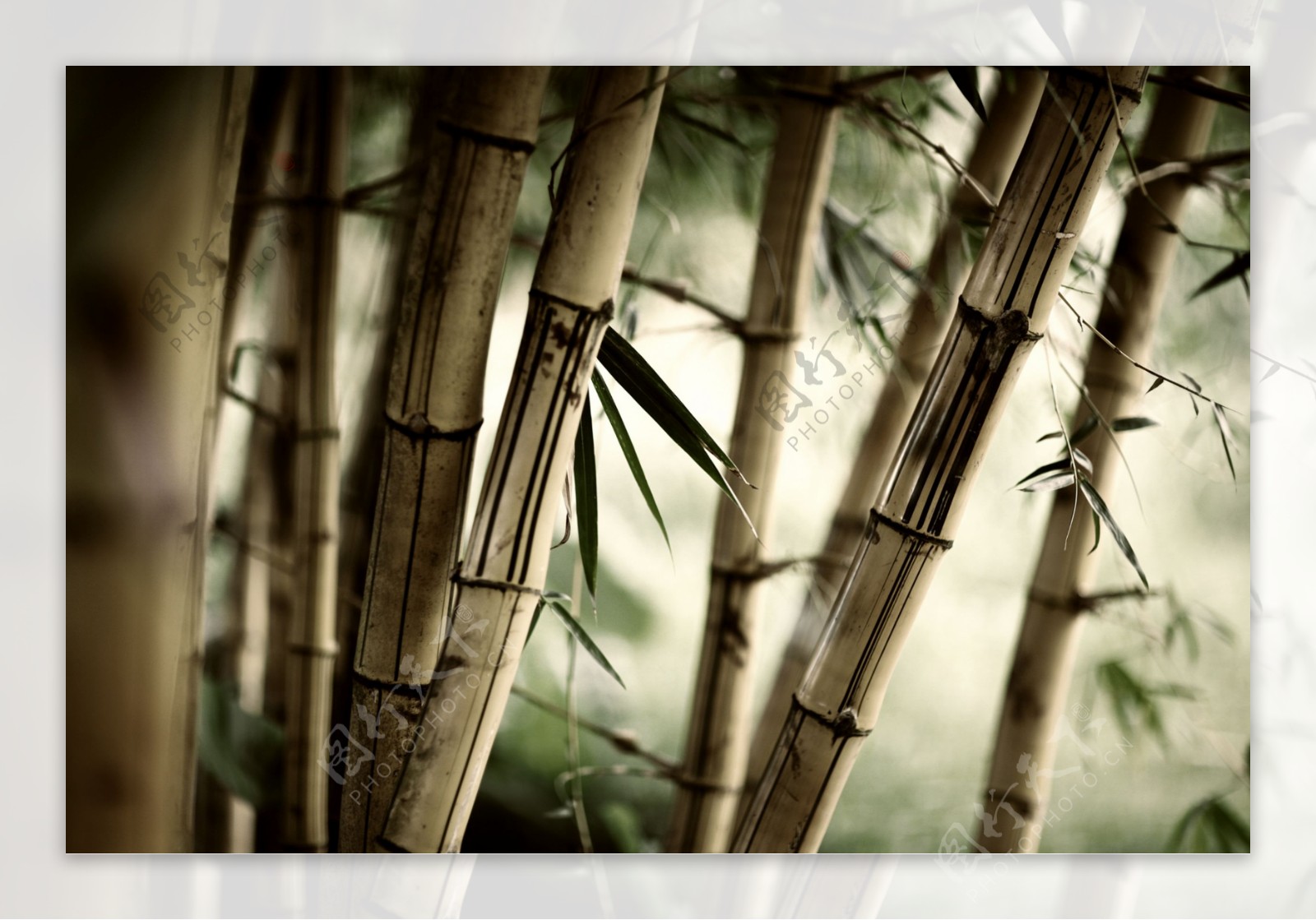 日式竹子插画图片