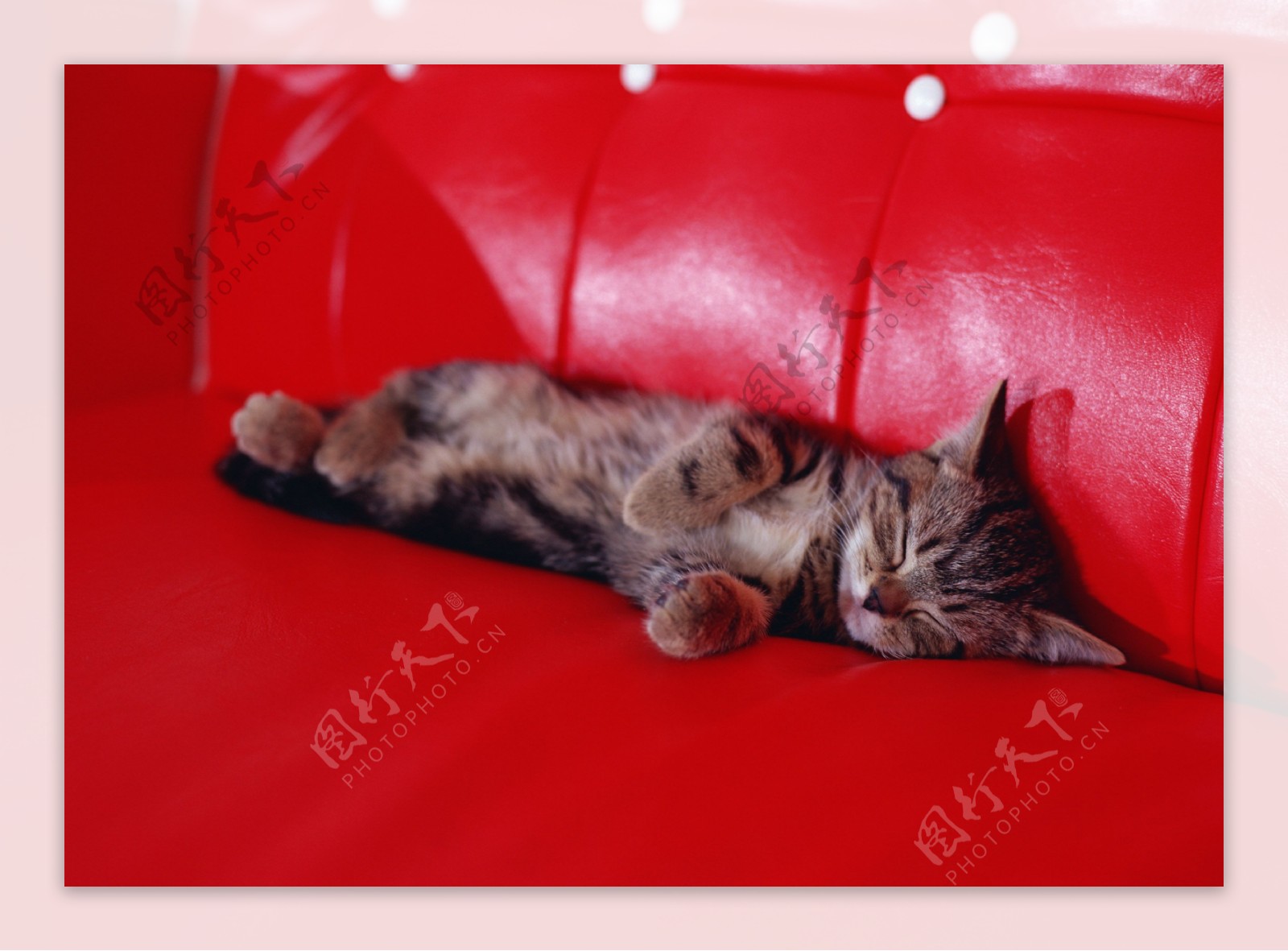 侧身睡在红色沙发上的小猫图片