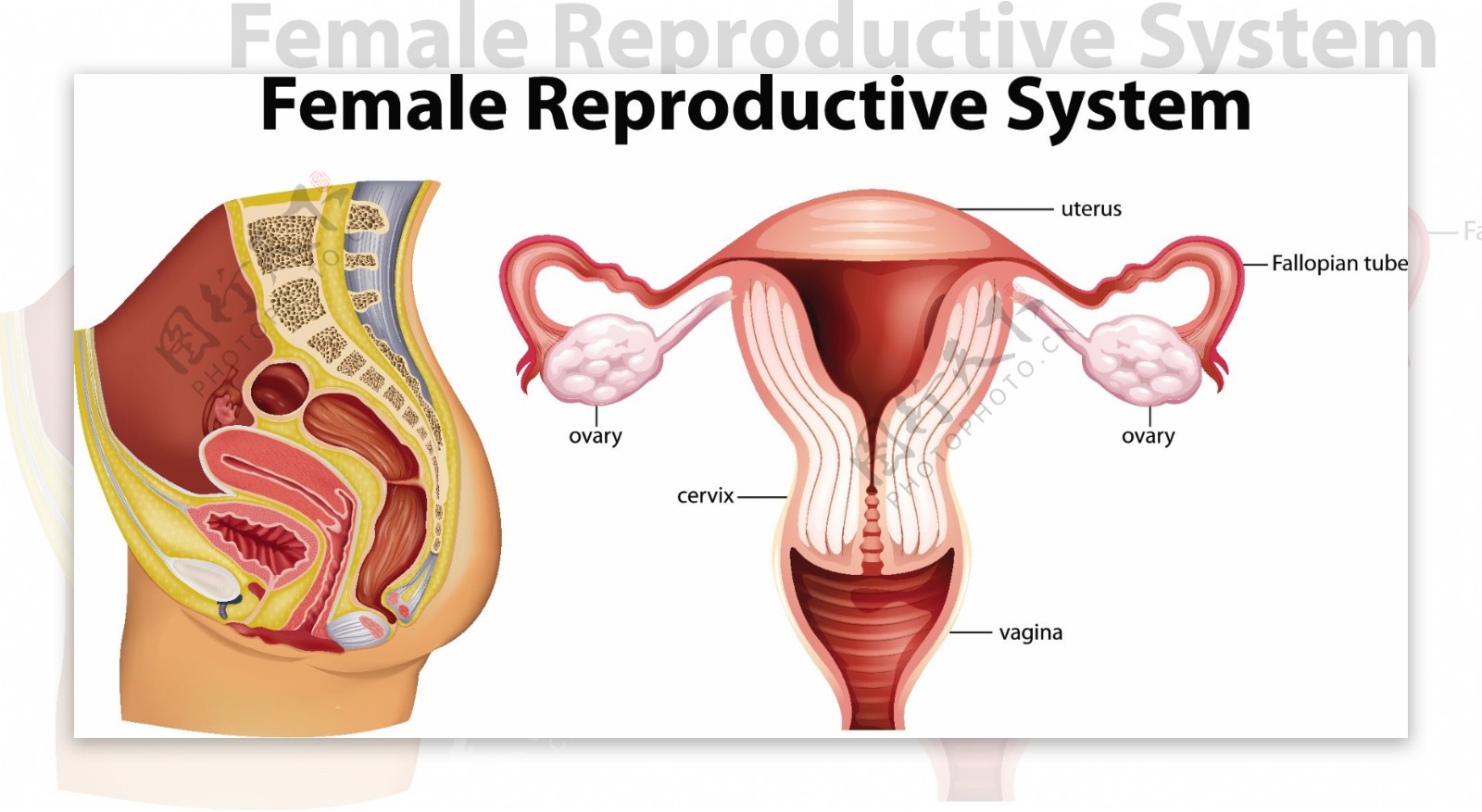 图示女性生殖系统图解