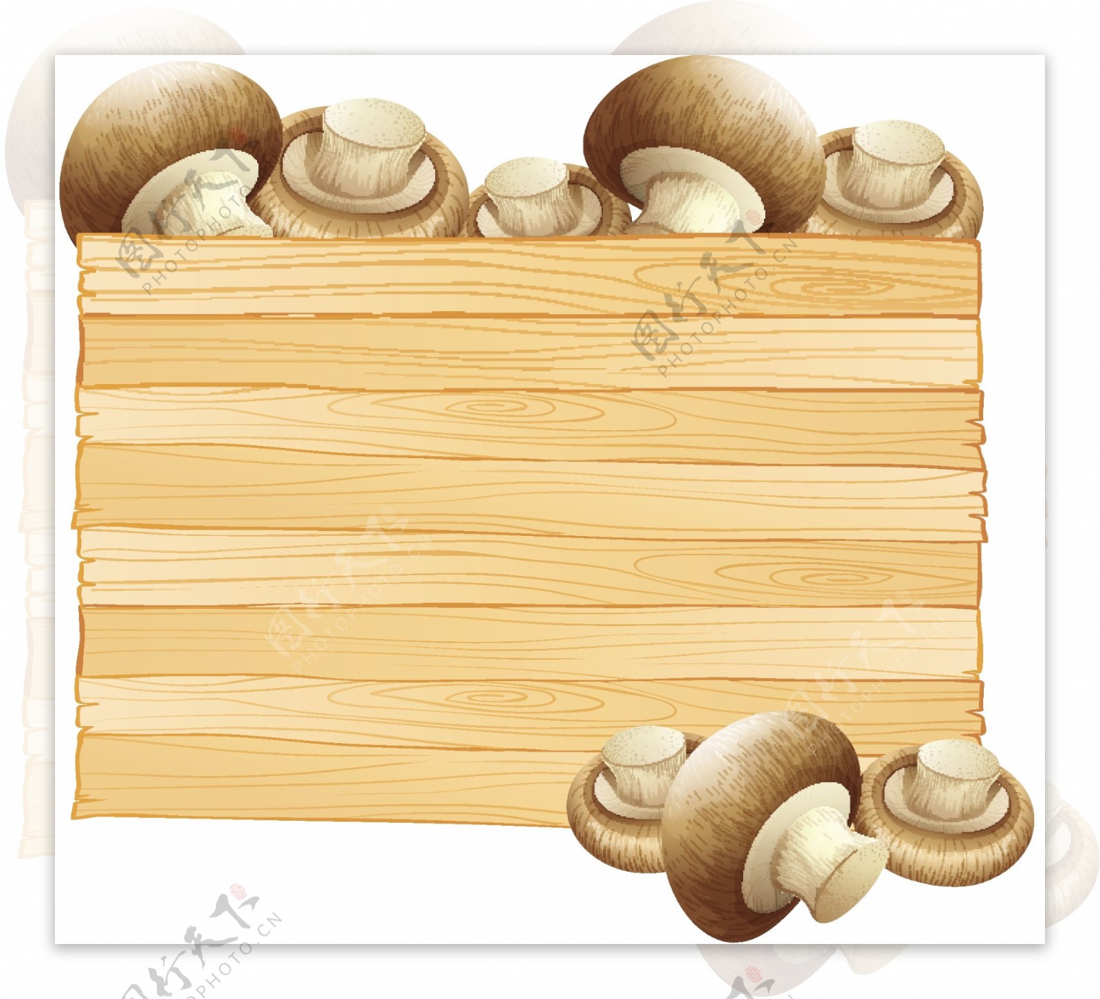 新鲜蘑菇插图板模板