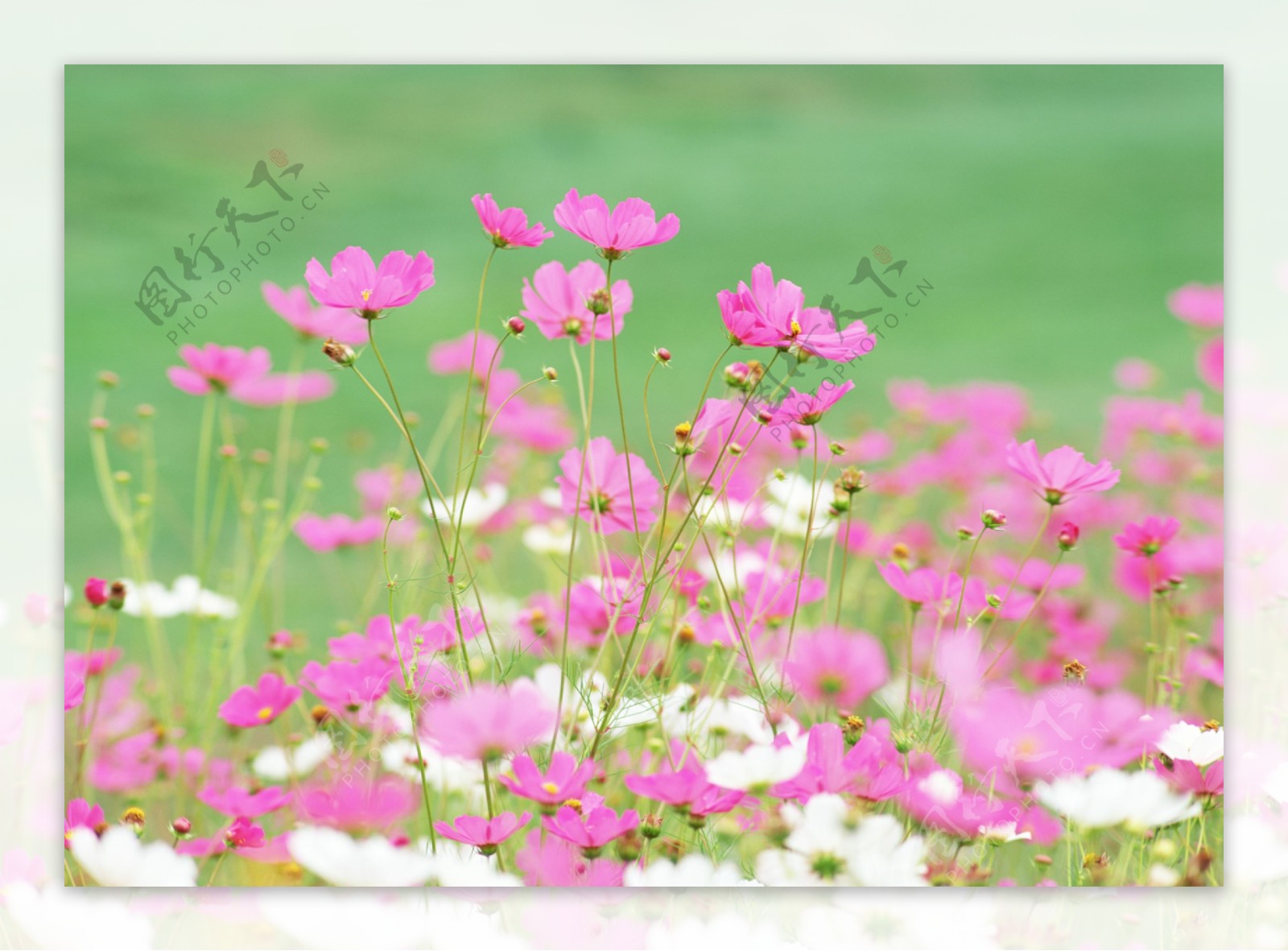 粉红色野花摄影图片