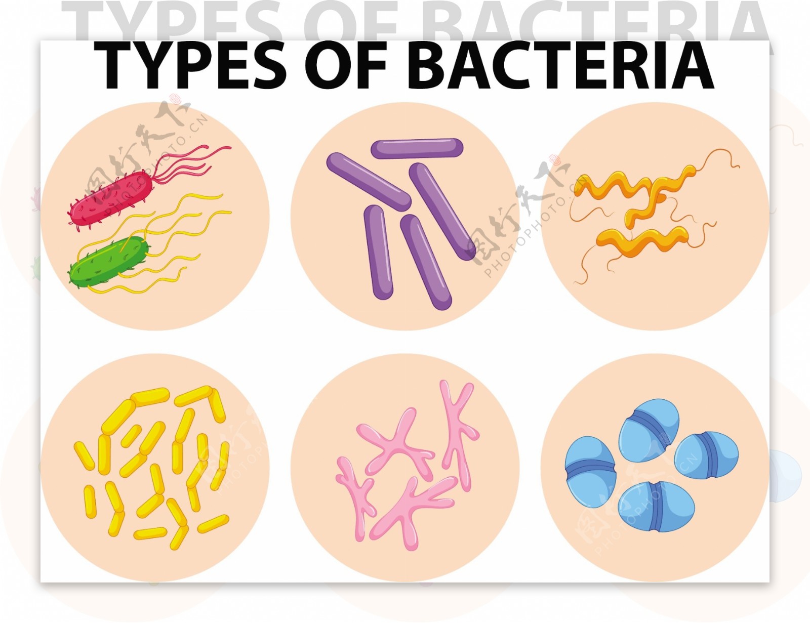不同类型细菌说明