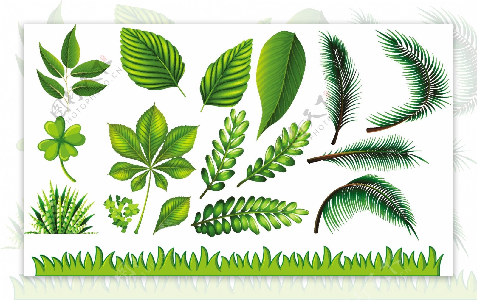不同类型的绿叶和草插图