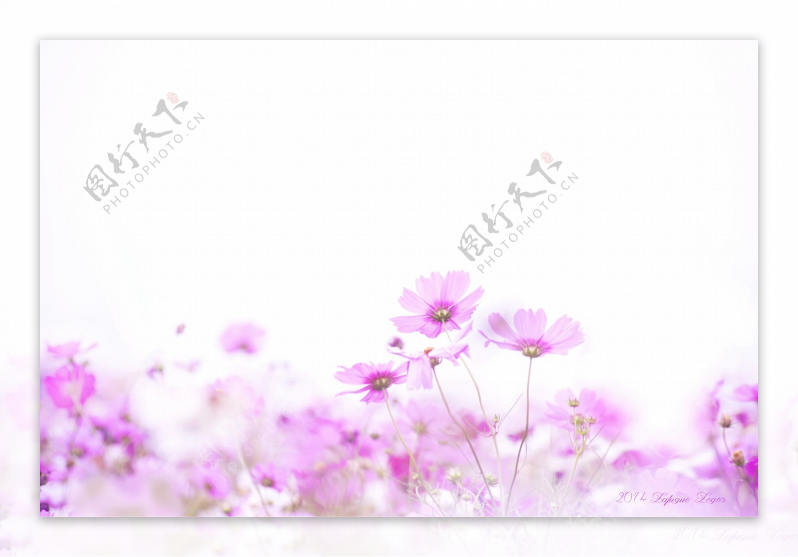 浪漫紫色花朵背景