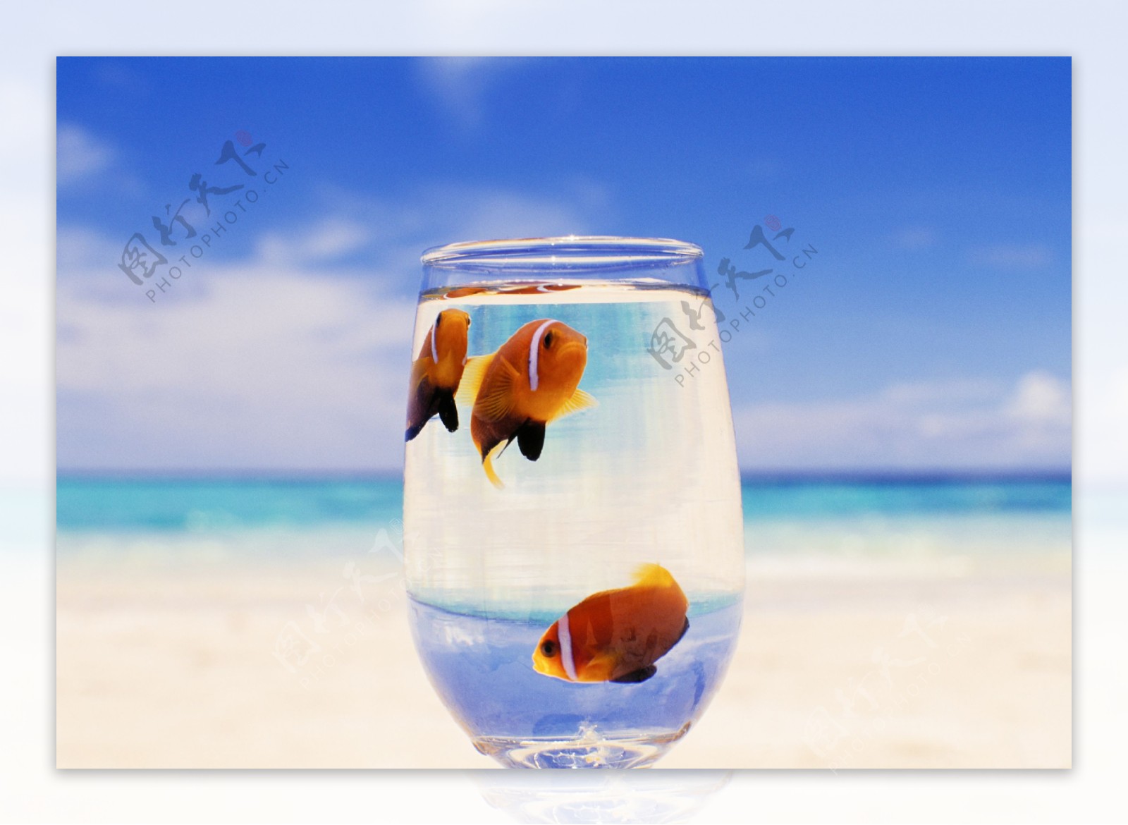 水晶玻璃杯里的三条鱼图片