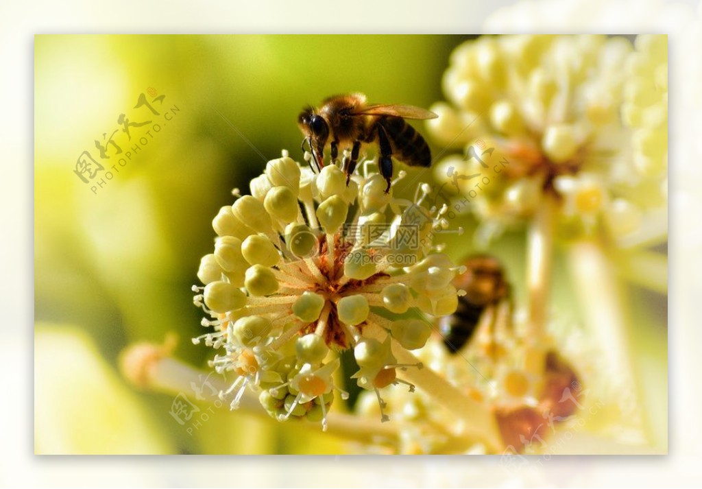 花蜜蜂花粉大黄蜂昆虫