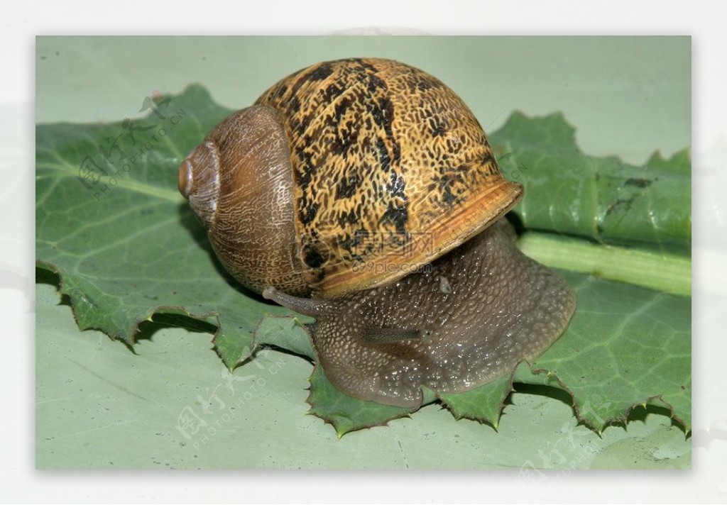 Snails1098.jpg