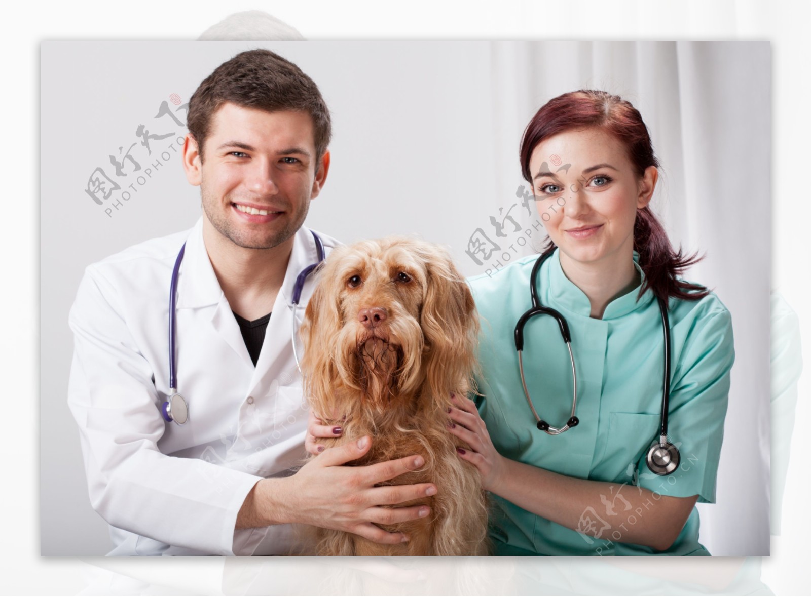 宠物狗与兽医图片