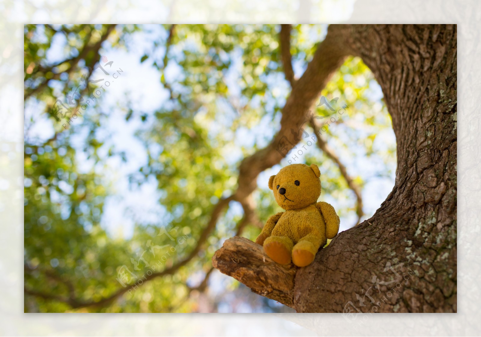 坐在树杈上的小熊玩具