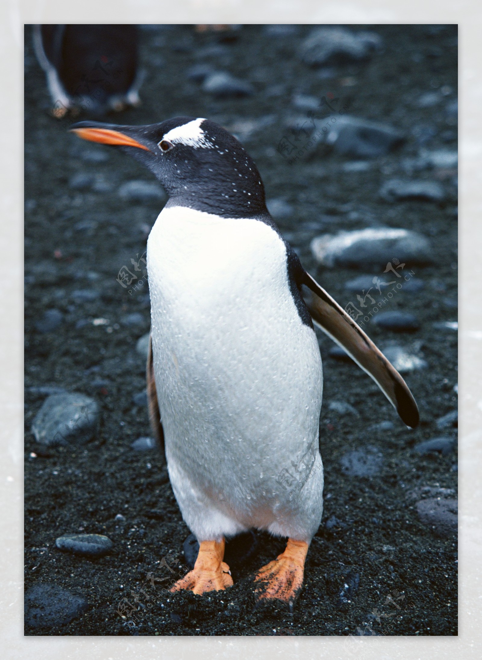 企鹅图片图片