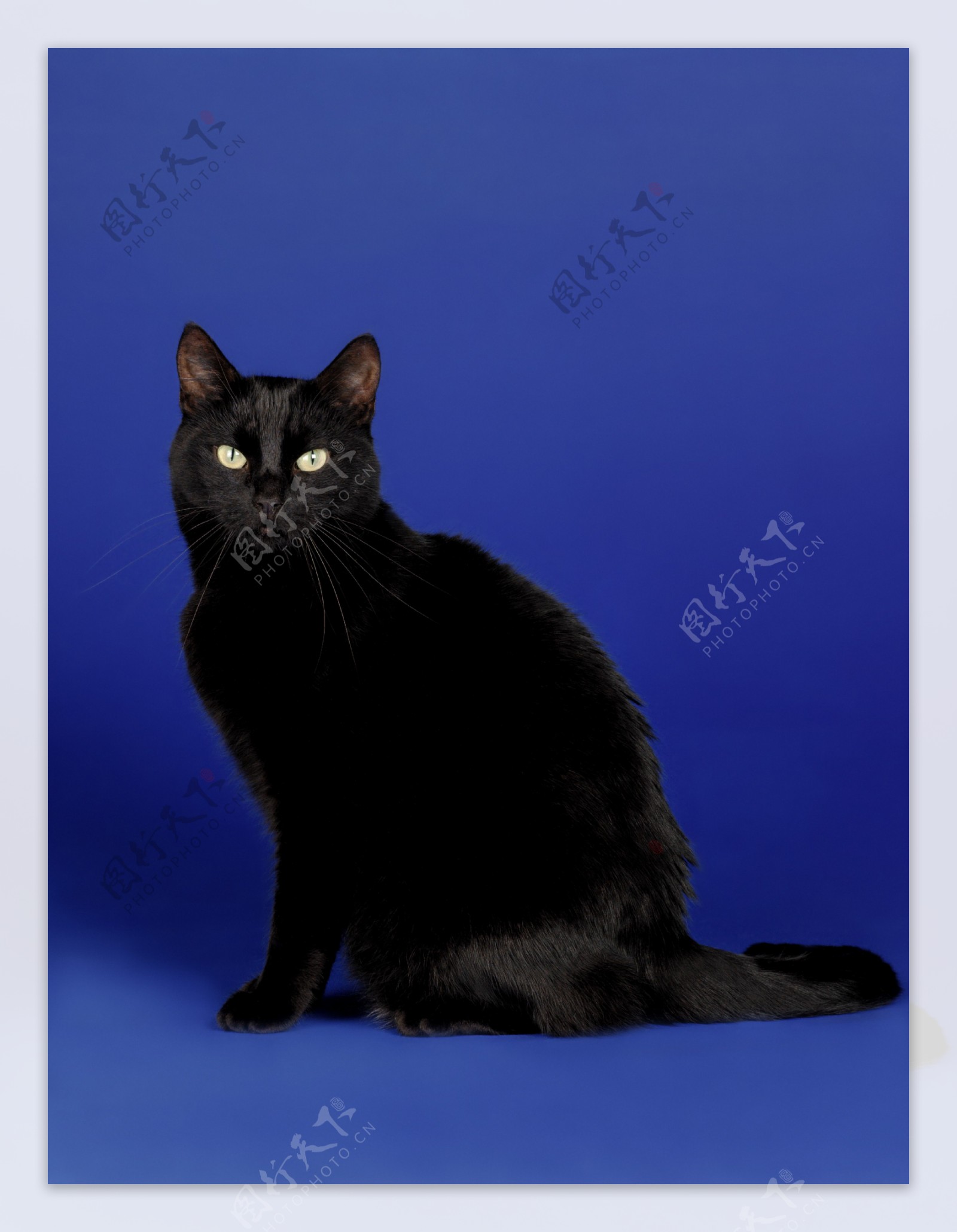 可爱的小黑猫图片素材-编号28839391-图行天下