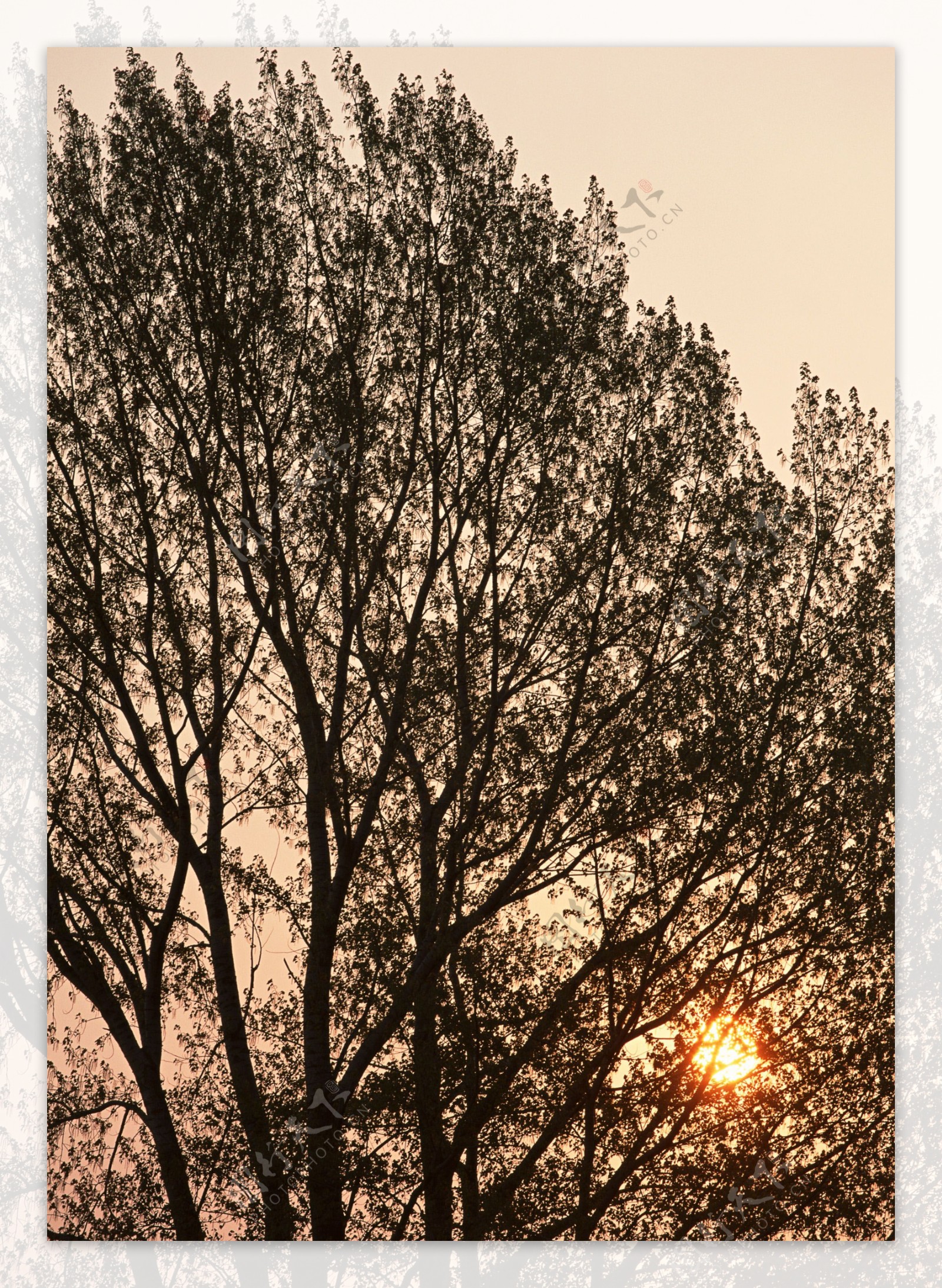 树木与夕阳图片