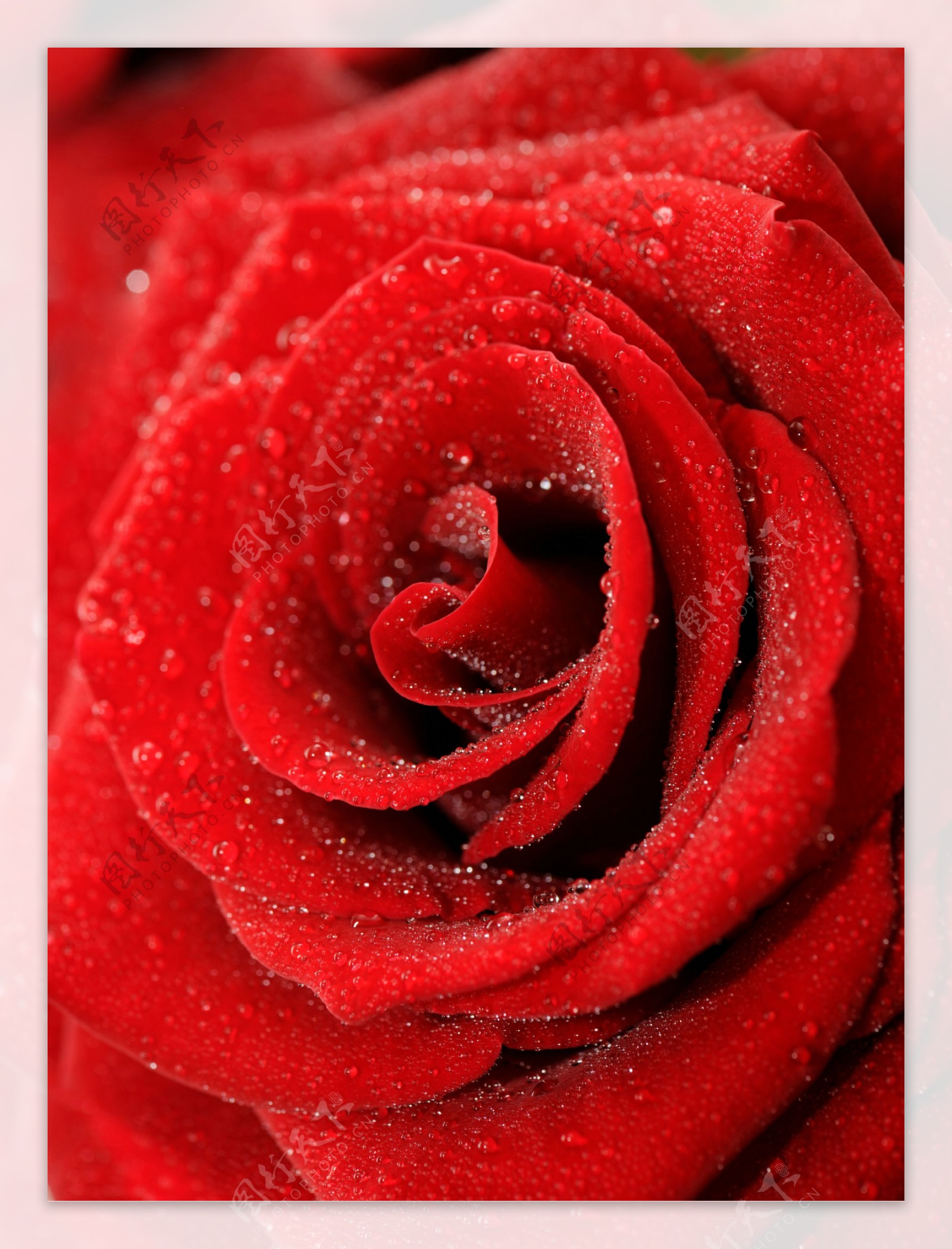 玫瑰花与水珠背景图片图片