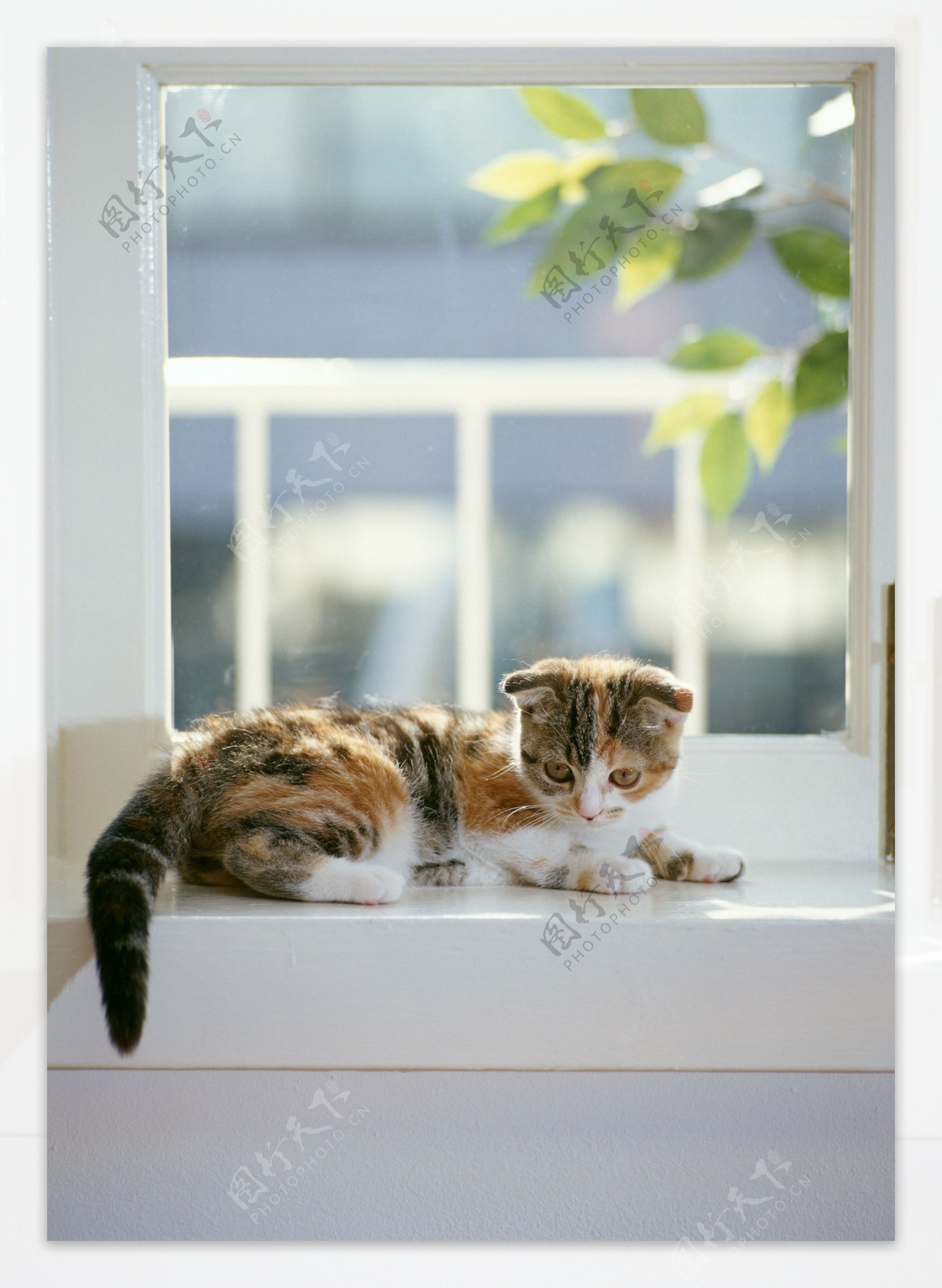 趴在窗台上的小花猫图片
