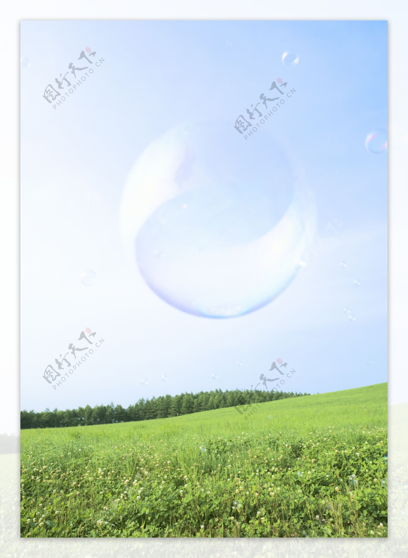 草原上的水泡图片