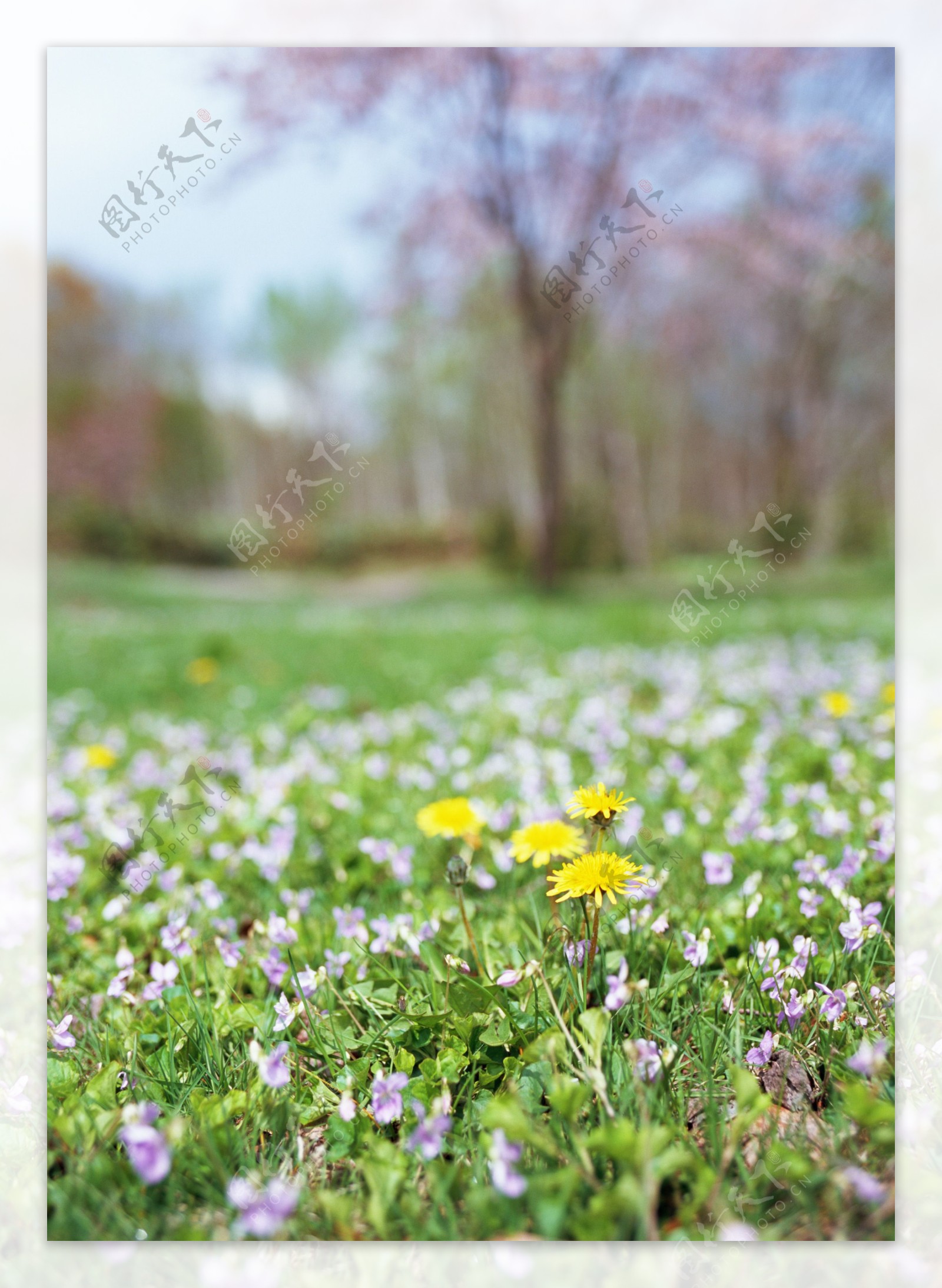 草地上的野菊花图片