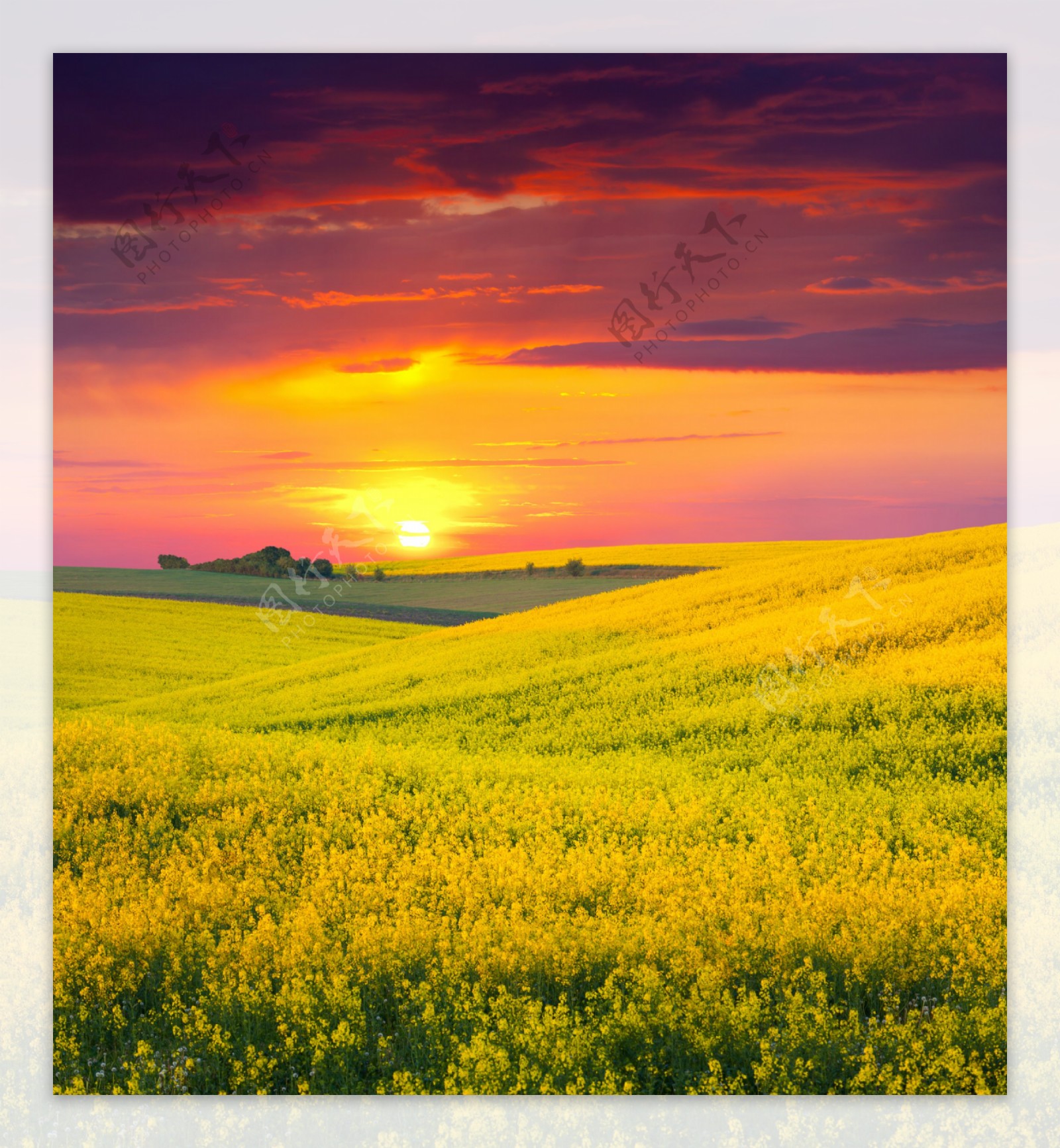 油菜花与夕阳美景图片