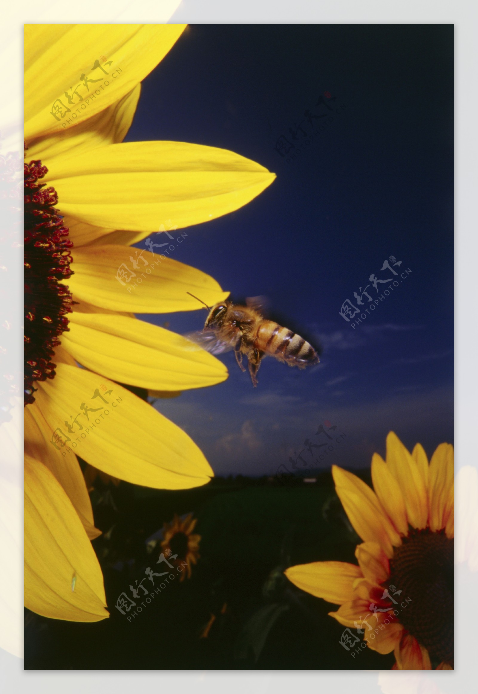 向日葵中采蜜的小蜜蜂图片