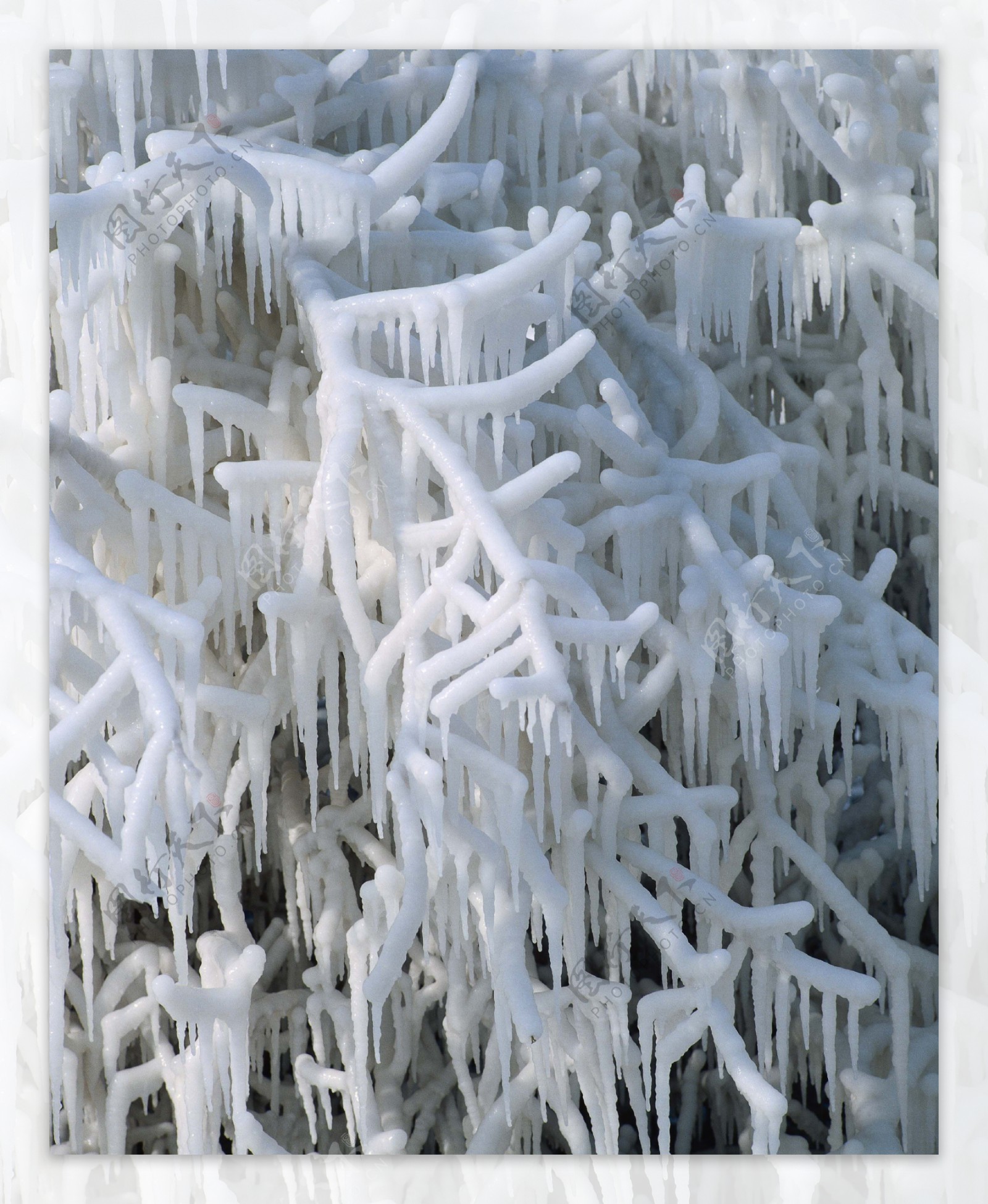 树木上的冰冻图片