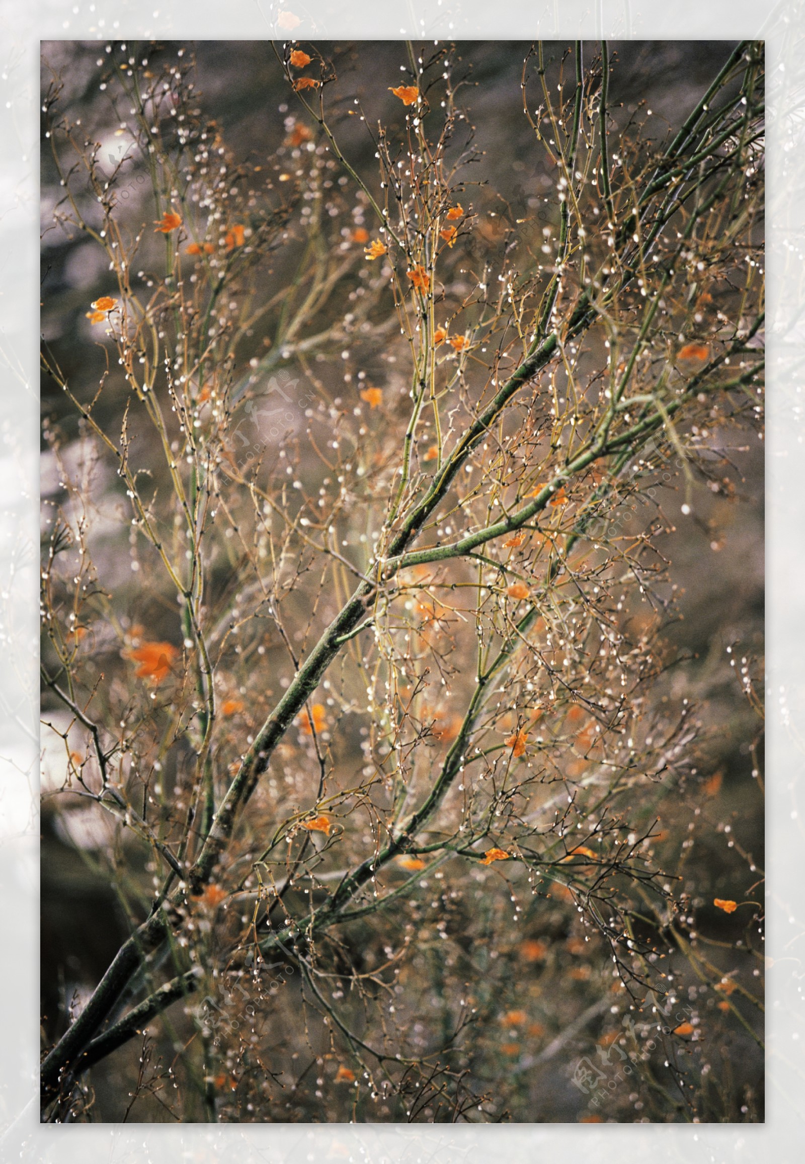 碎花树枝特写特写图片图片