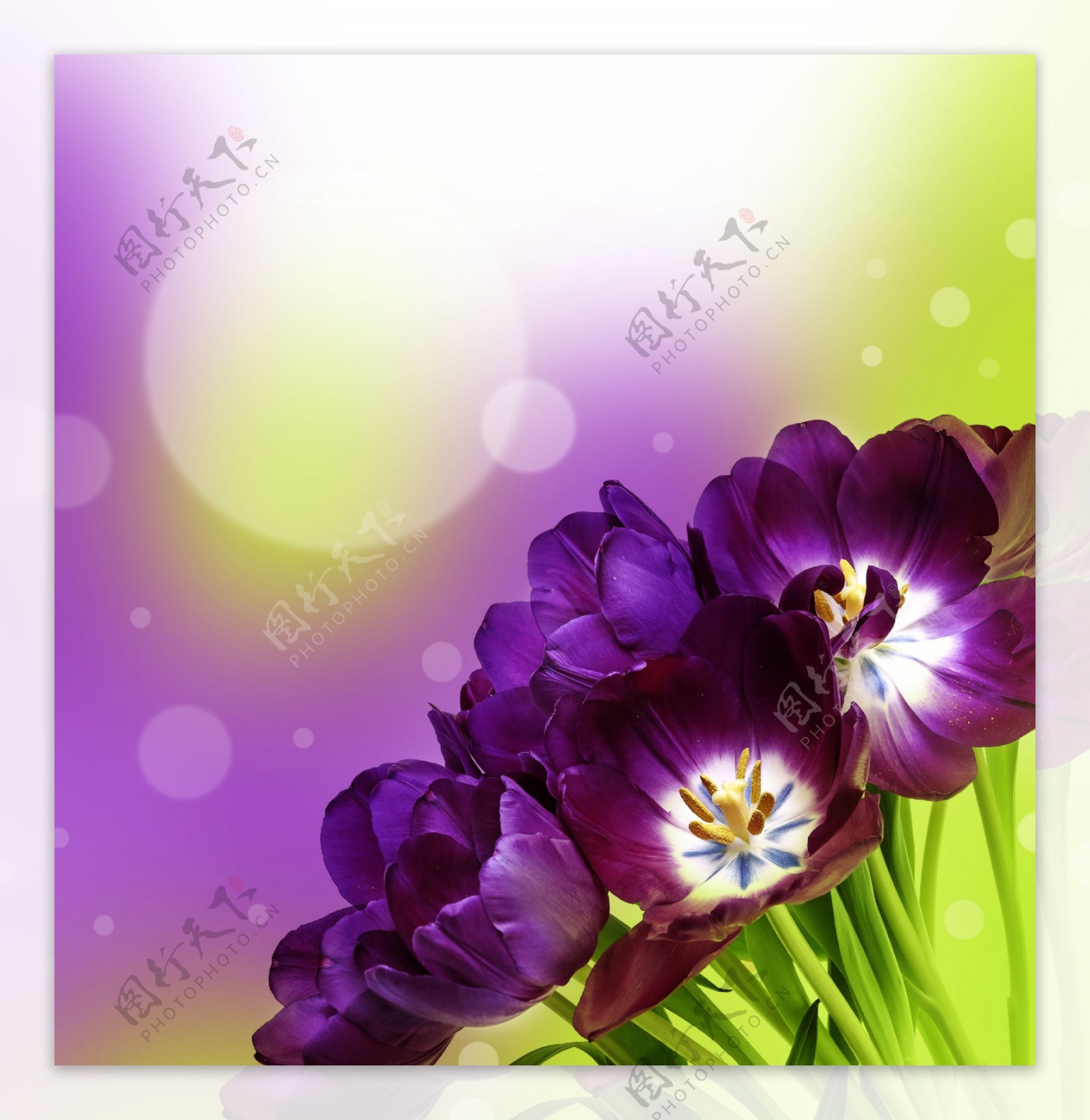 光斑与紫色花朵图片