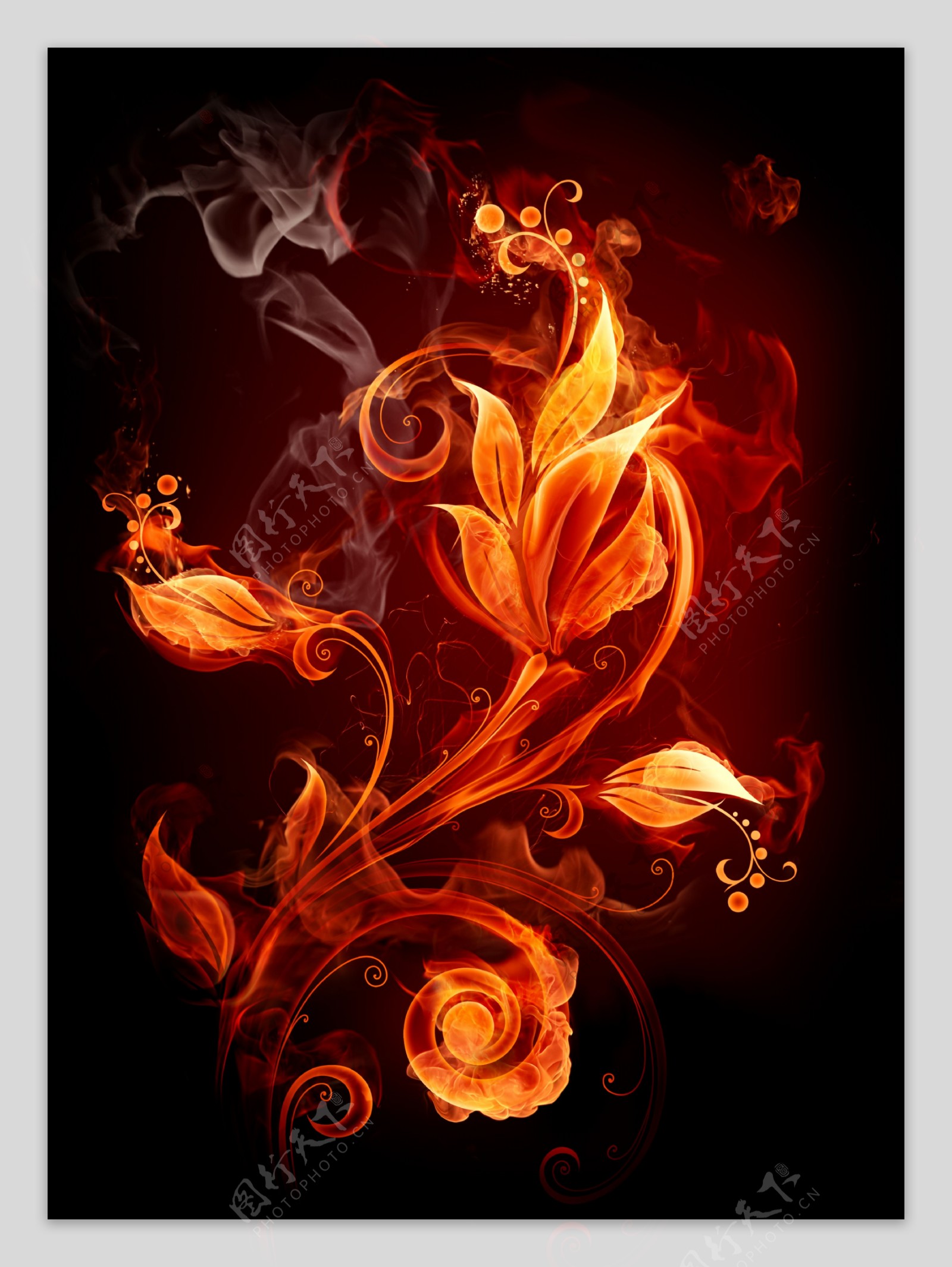 燃烧的花卉图片