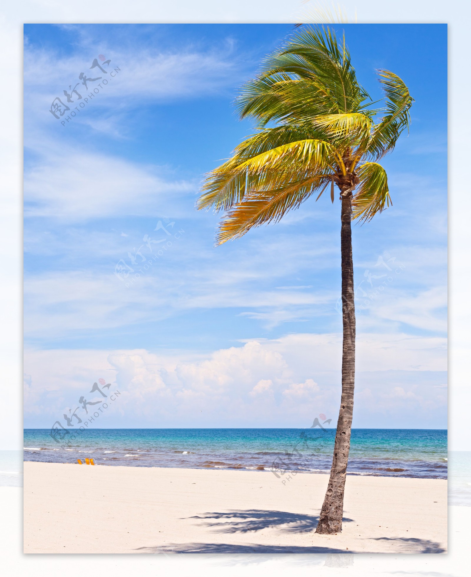 唯美海边椰树风景图片