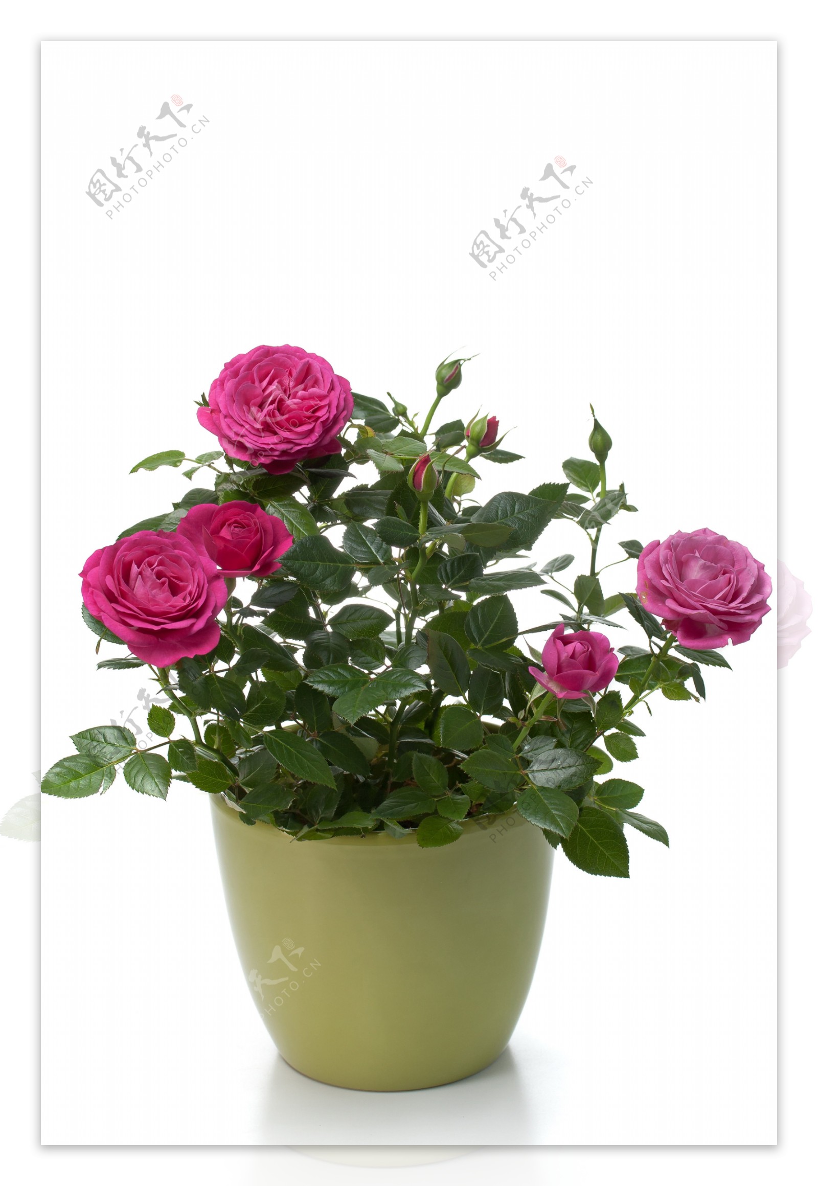 美丽的玫瑰花盆栽图片