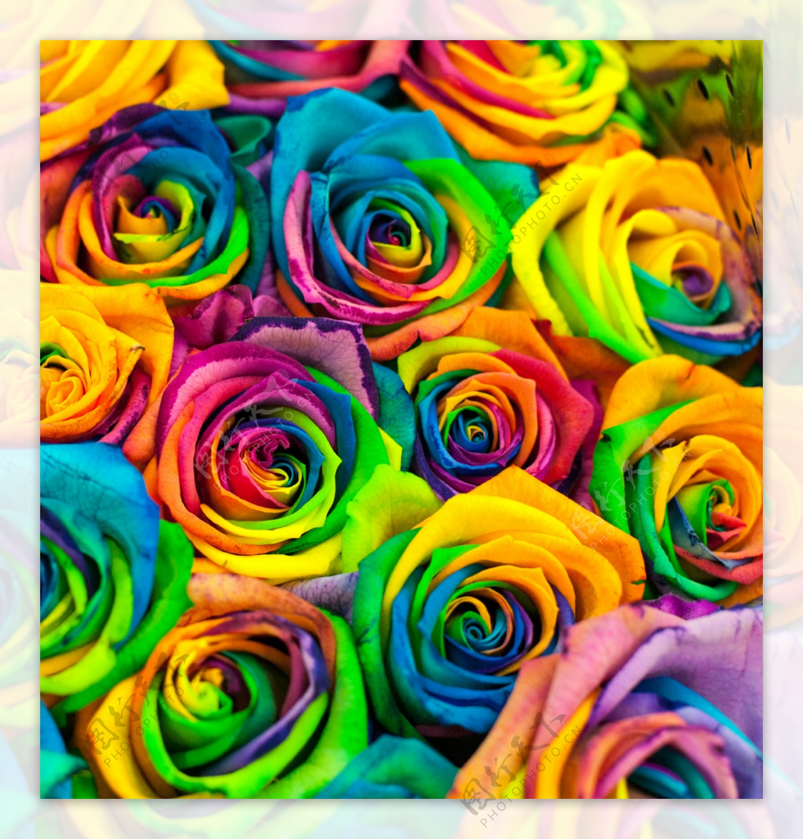 美丽的彩色玫瑰花图片