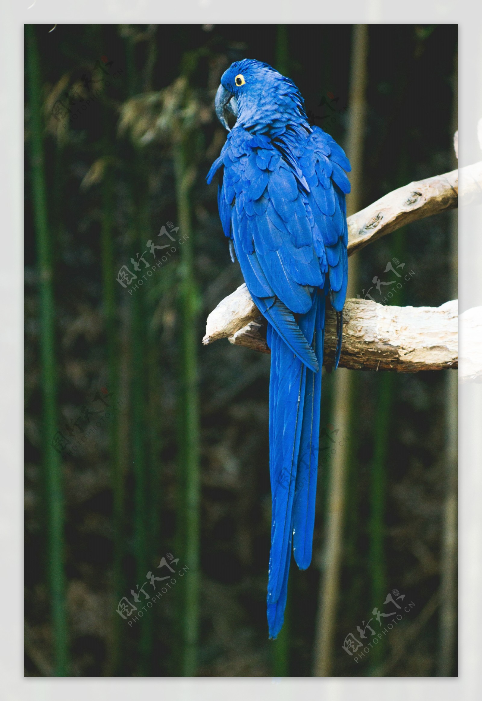 可爱蓝色鹦鹉图片