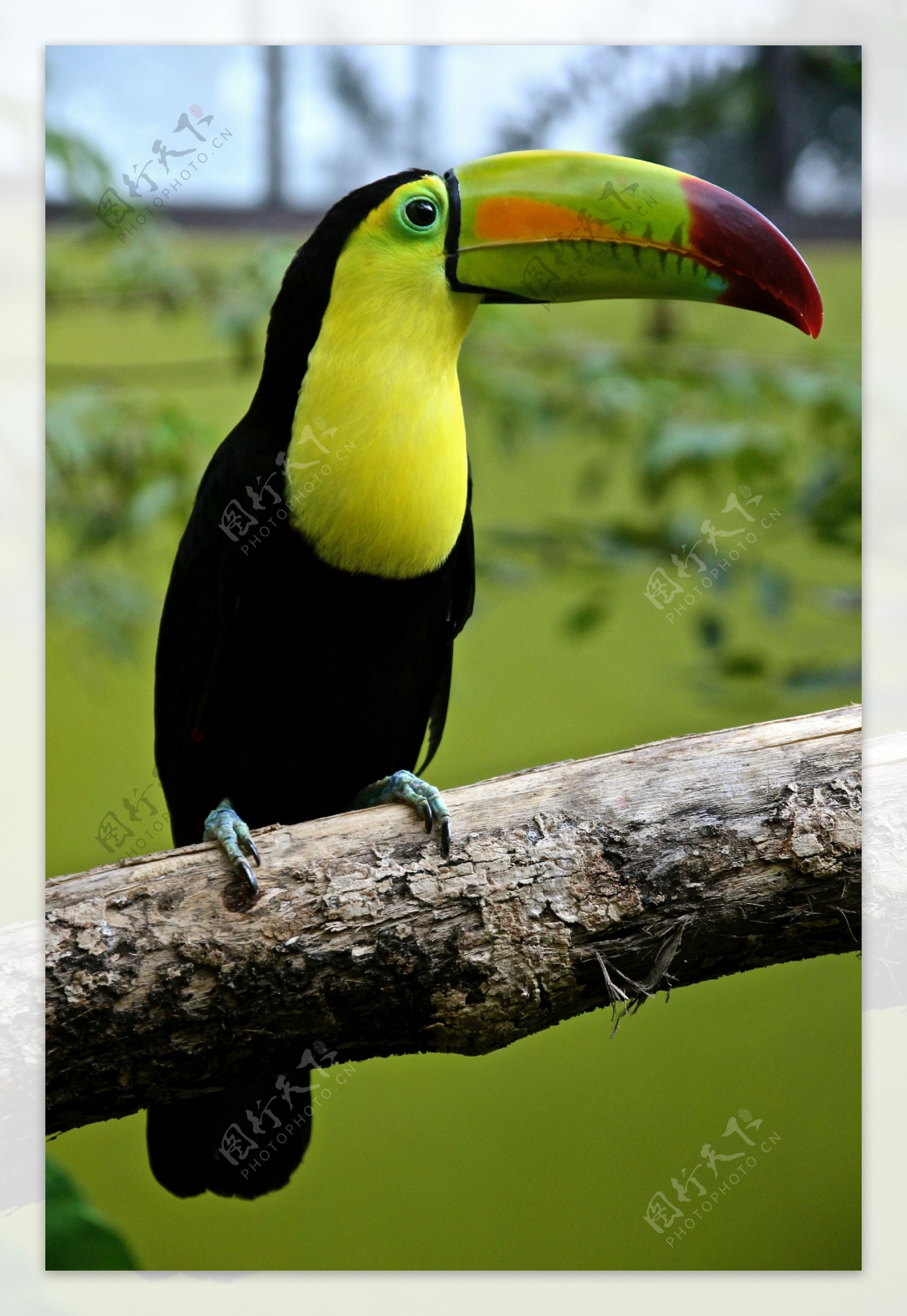 巴西大嘴鸟图片
