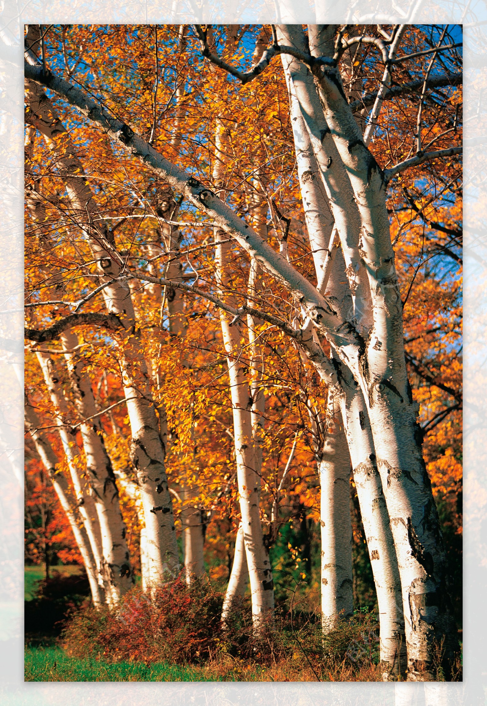 秋天枫树林摄影高清图片