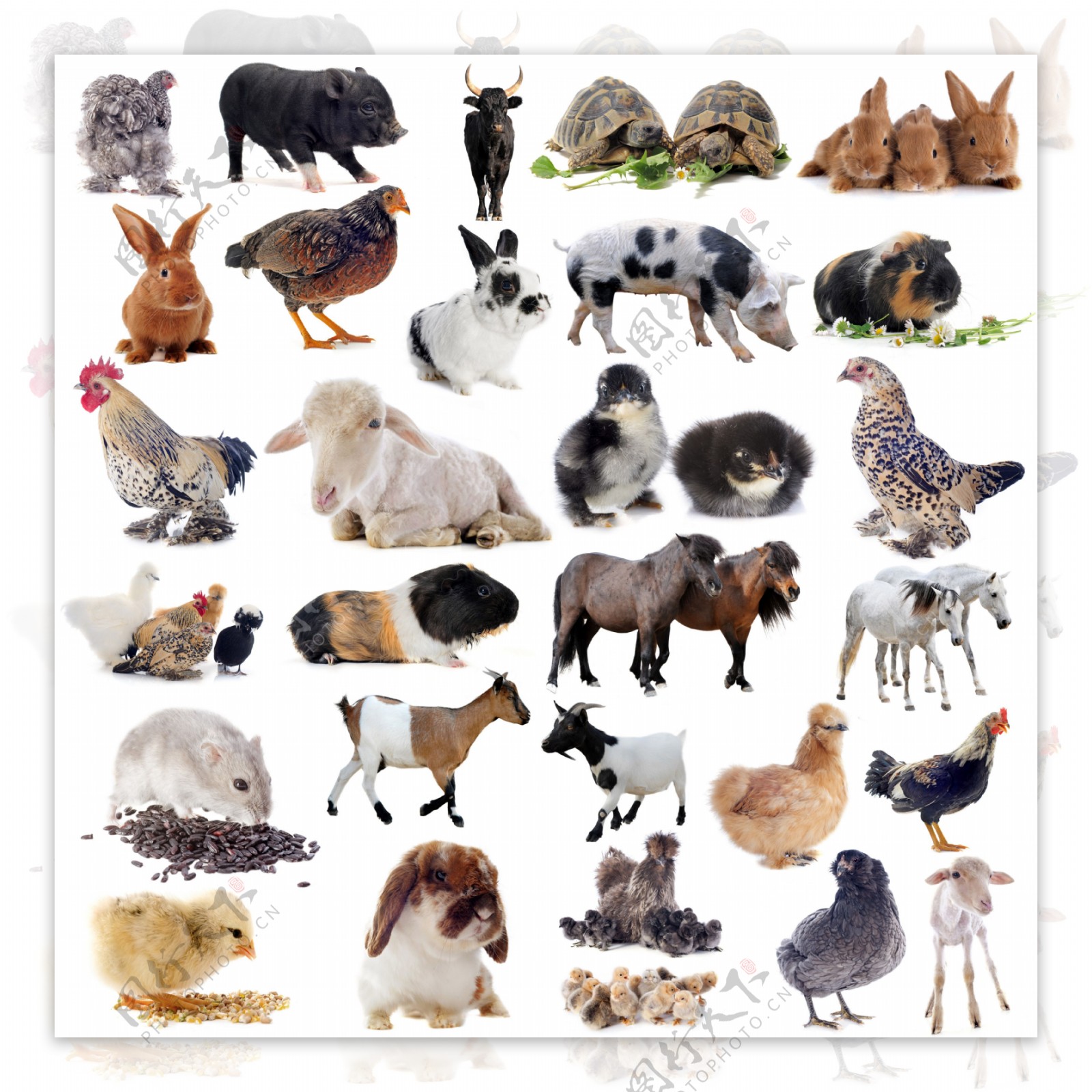 29种常见动物高清图片