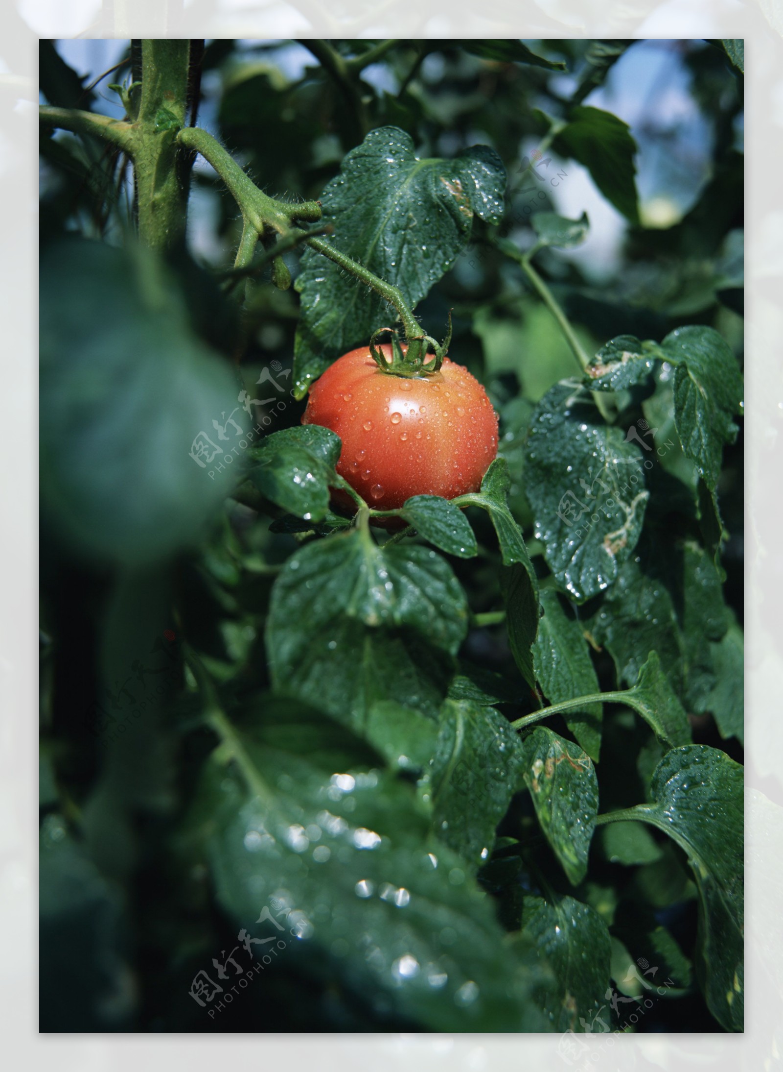 蕃茄摄影图片