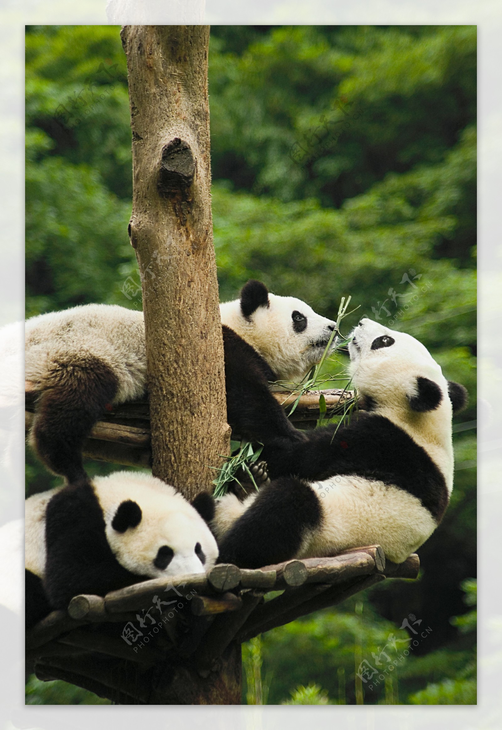 熊猫写真图片素材