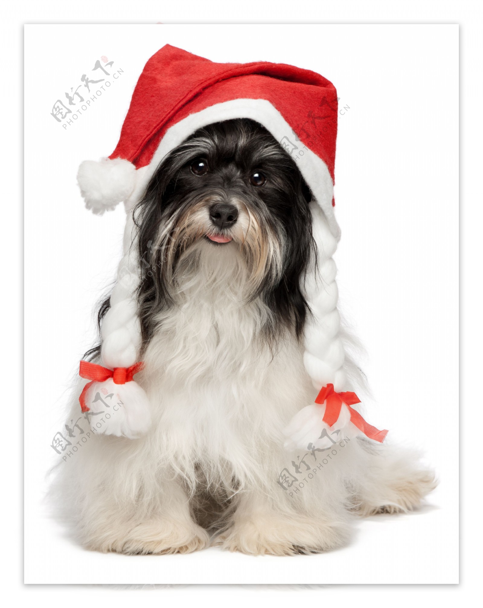 可爱的圣诞帽小狗