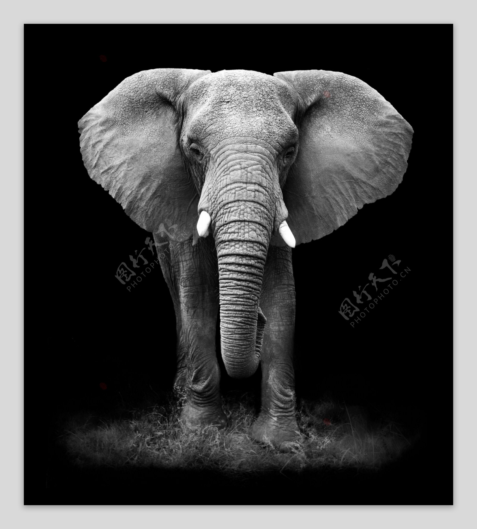 黑白大象摄影
