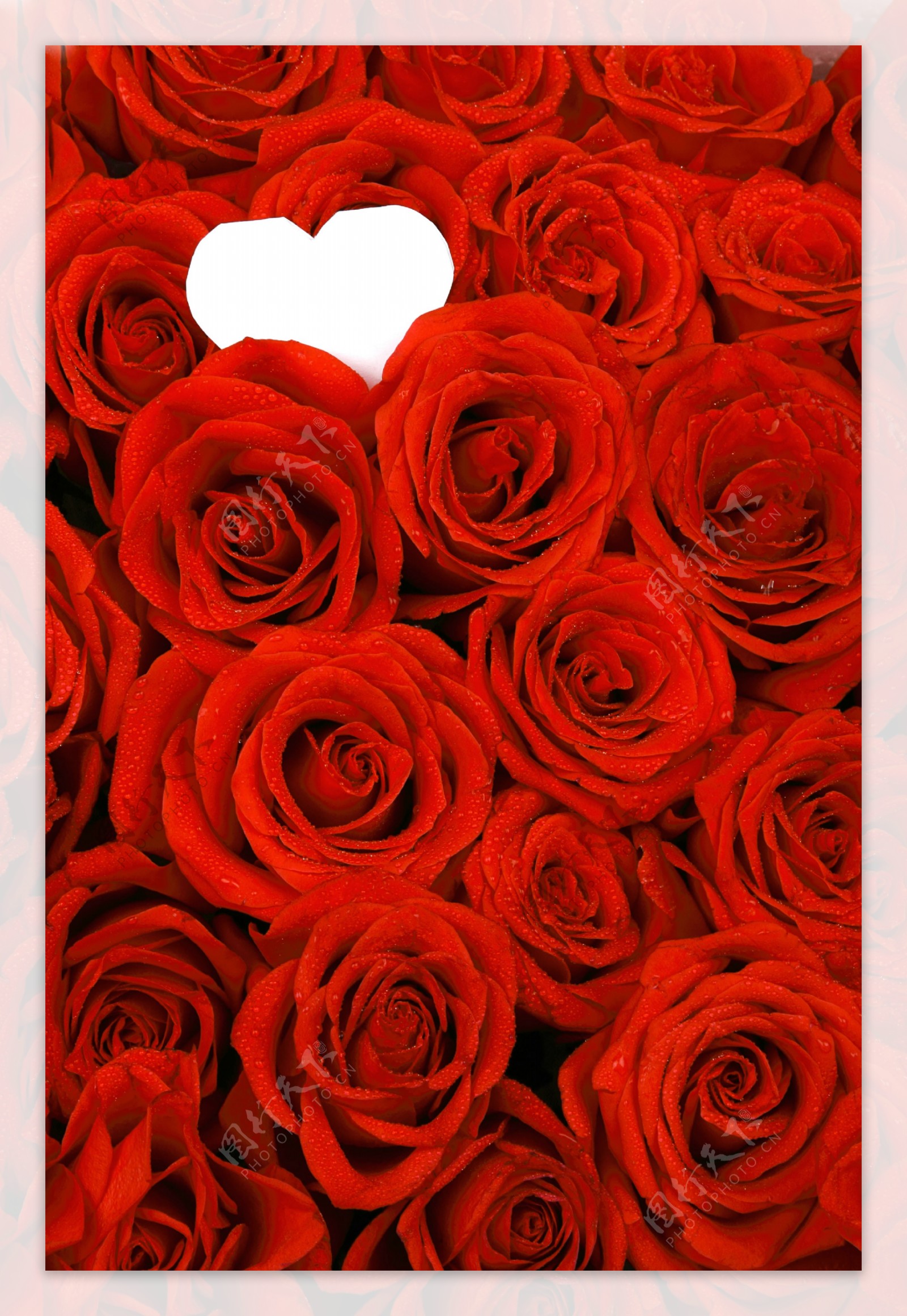 红玫瑰与桃心标签图片