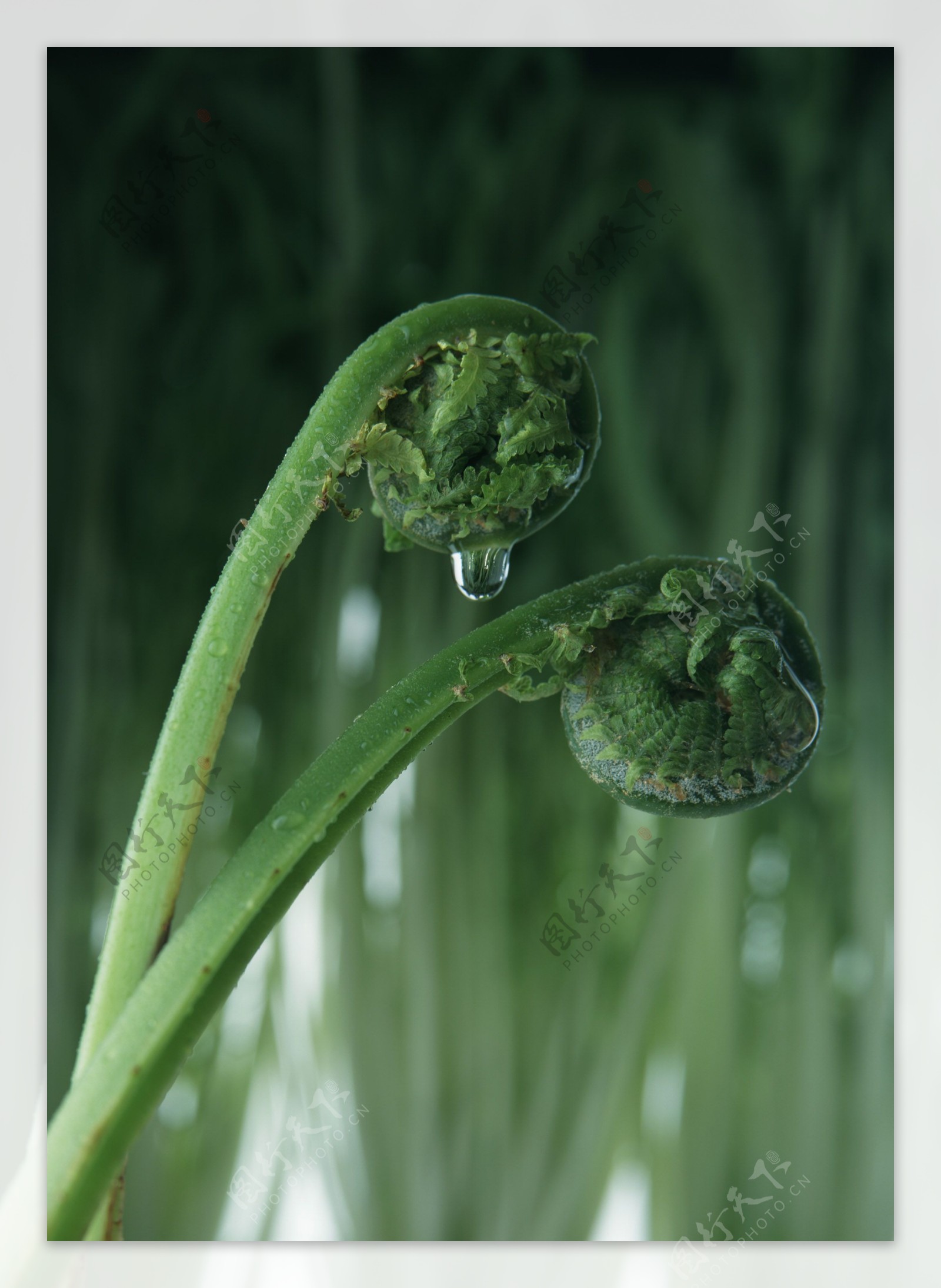 蕨菜摄影高清图片