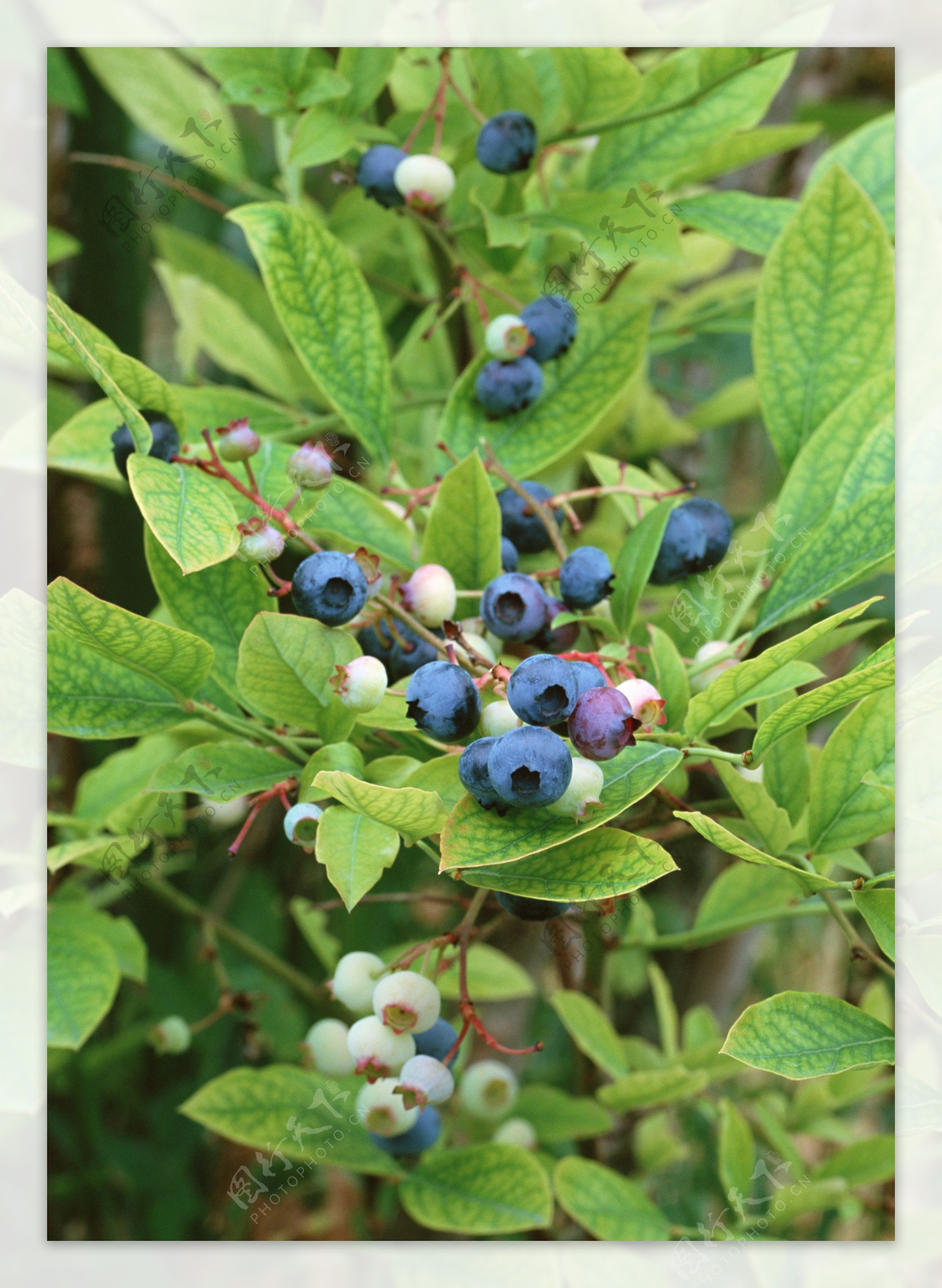 树枝上的蓝莓高清图片