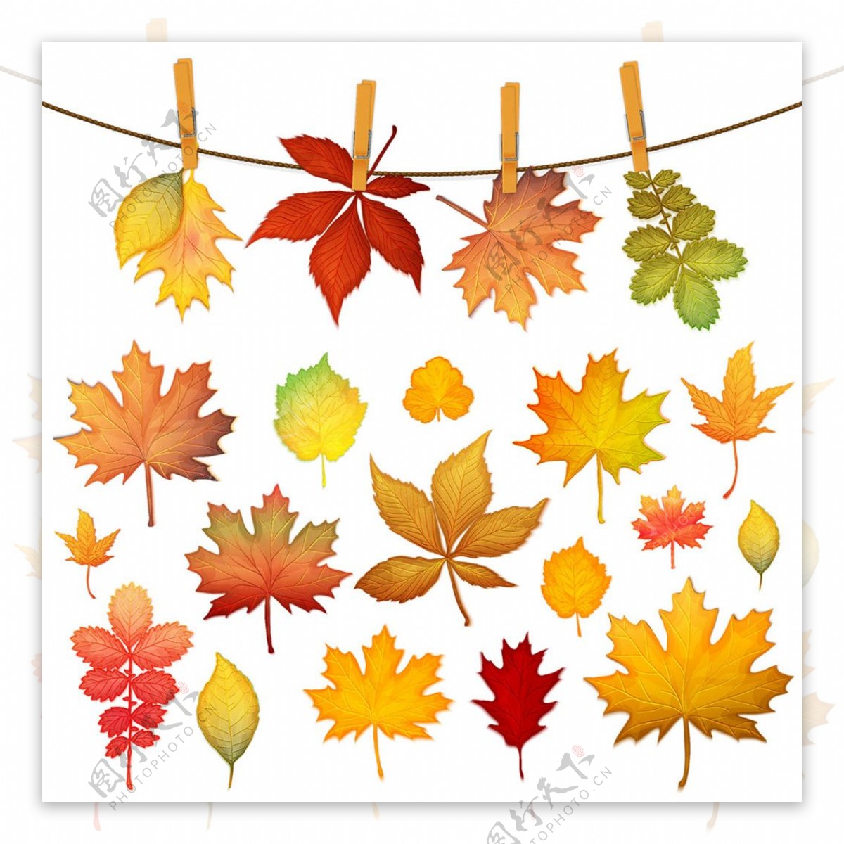 秋天夹子和红叶图片
