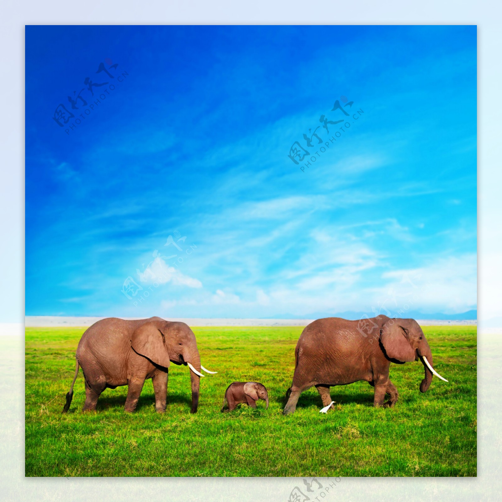 草地上的大象图片