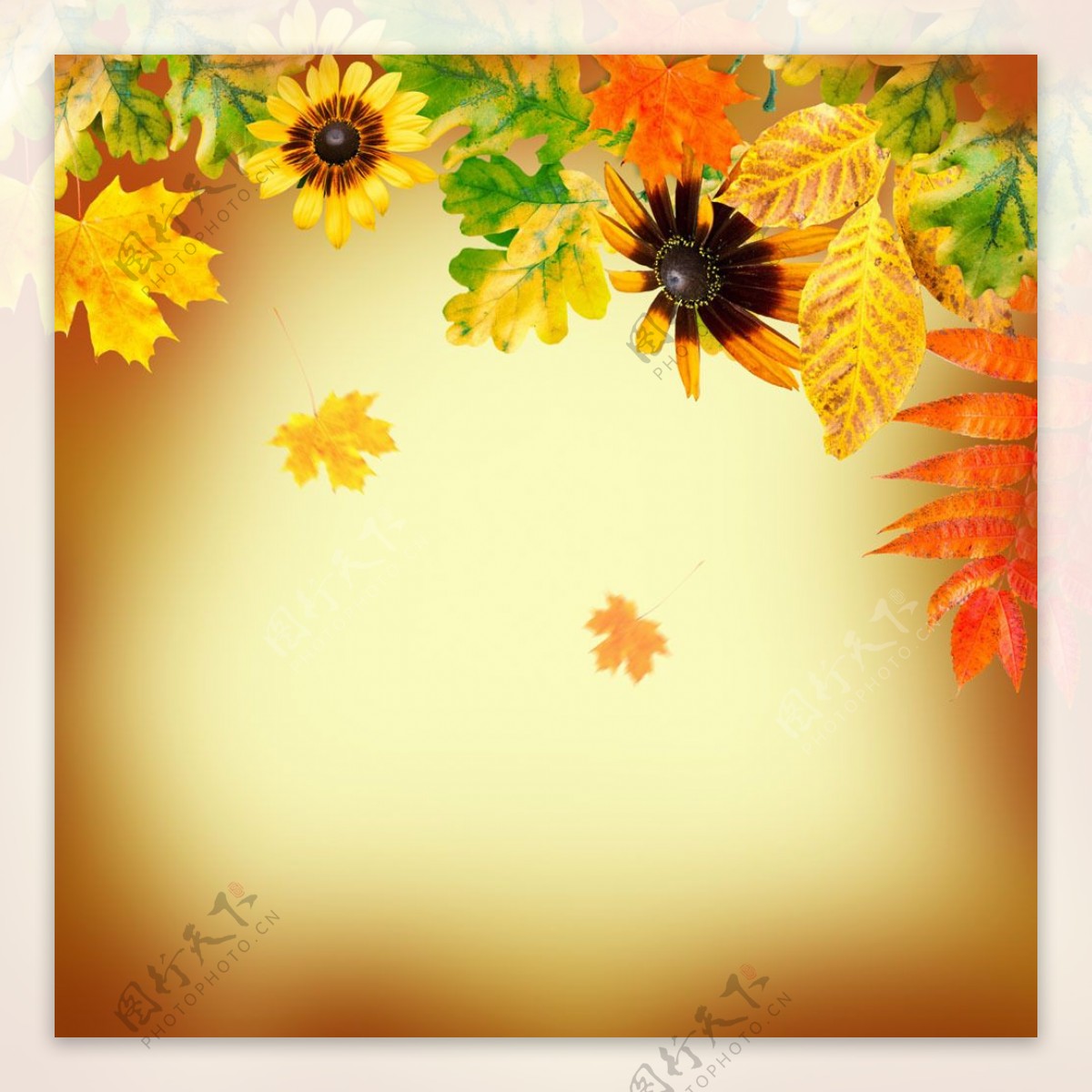 鲜艳的叶子和黑心金光菊图片