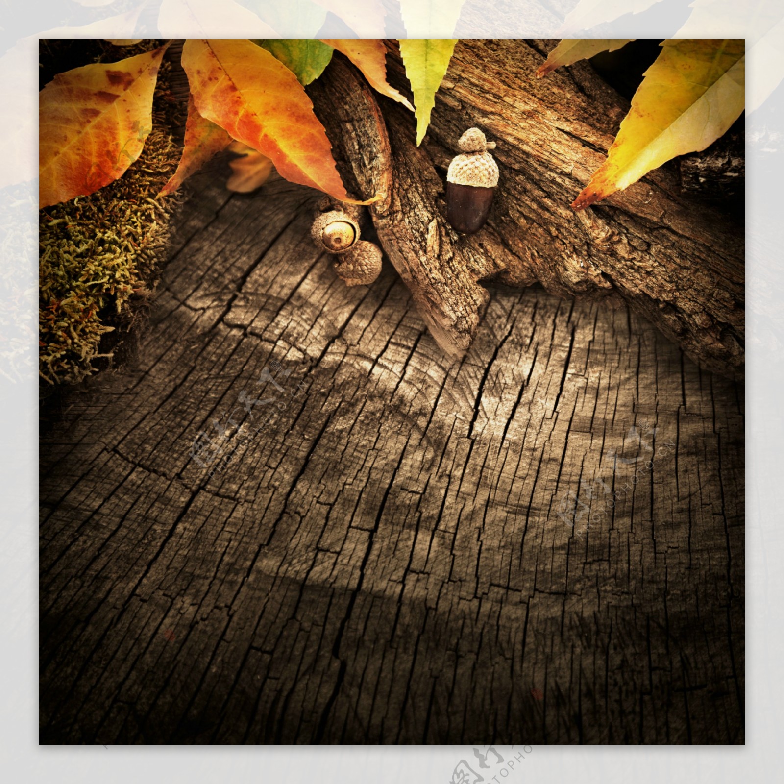木纹树叶背景图片