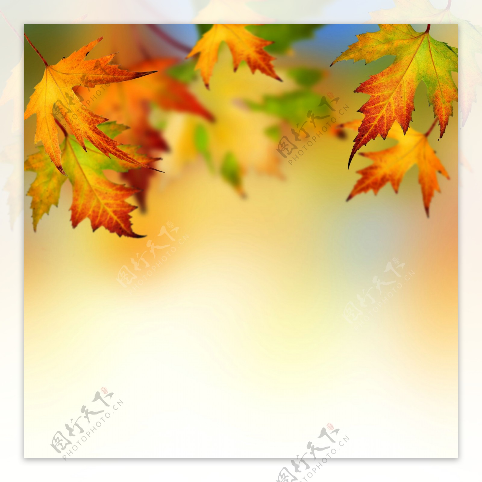 秋天枫叶背景图片图片