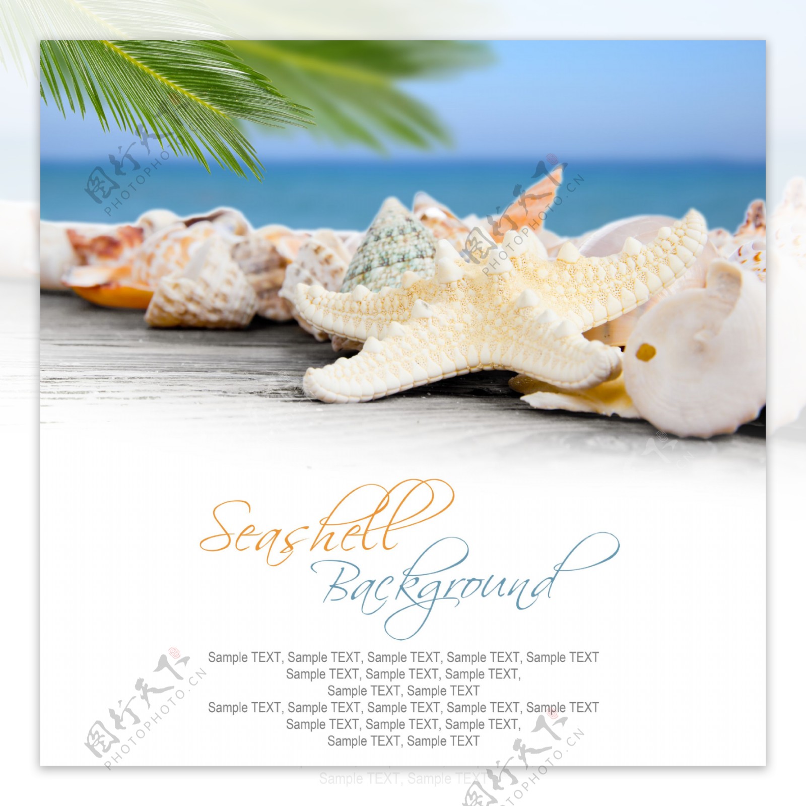 椰子树海螺海洋图片