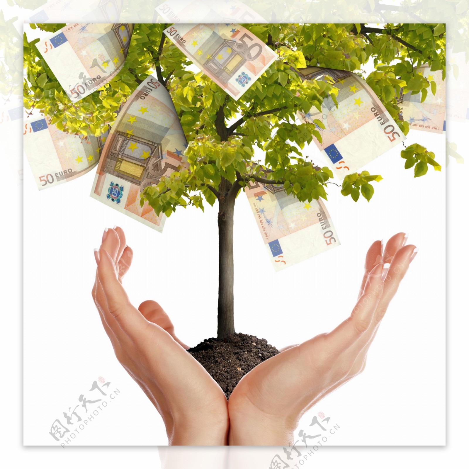钱币与树创意图图片