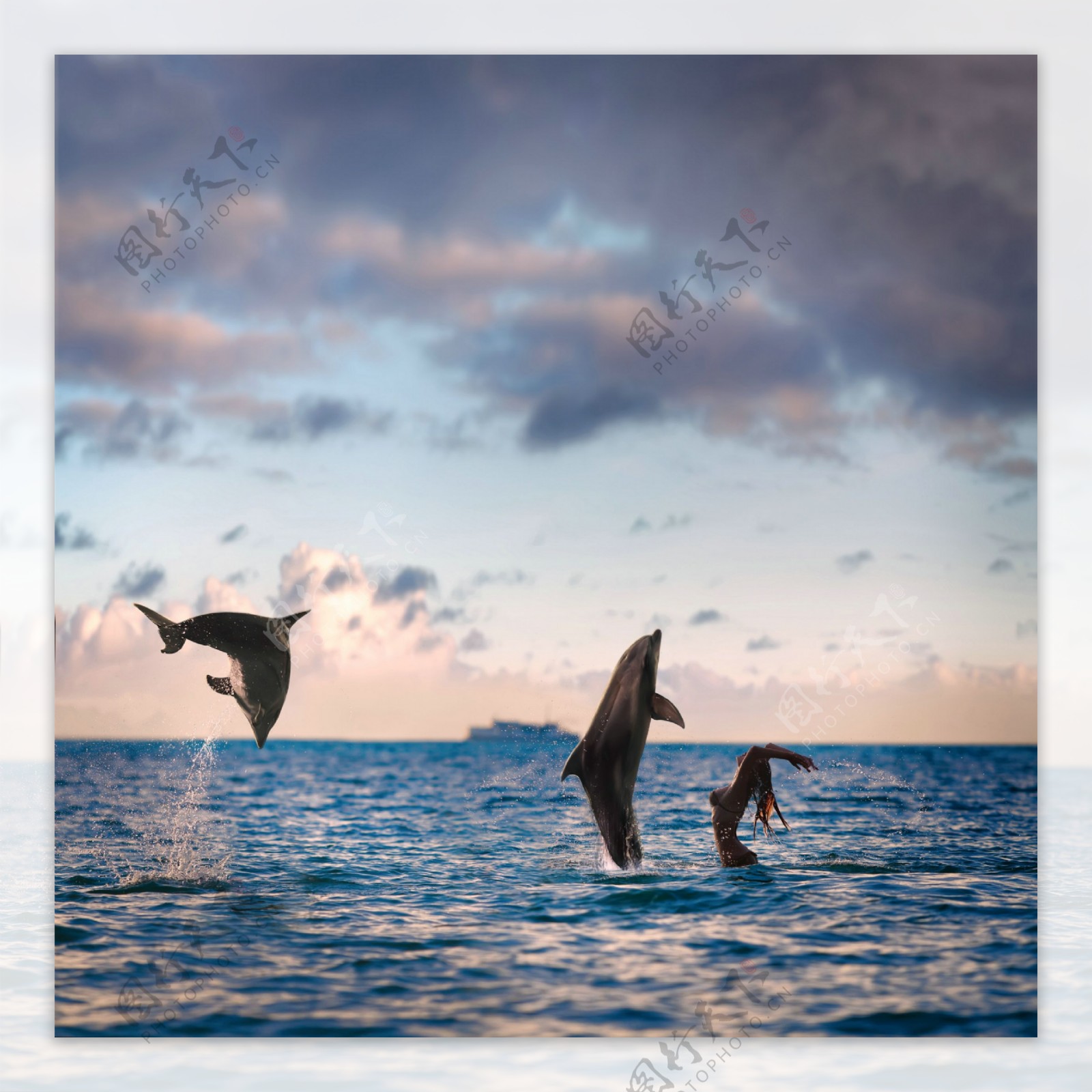 海面跳跃的海豚高清图片