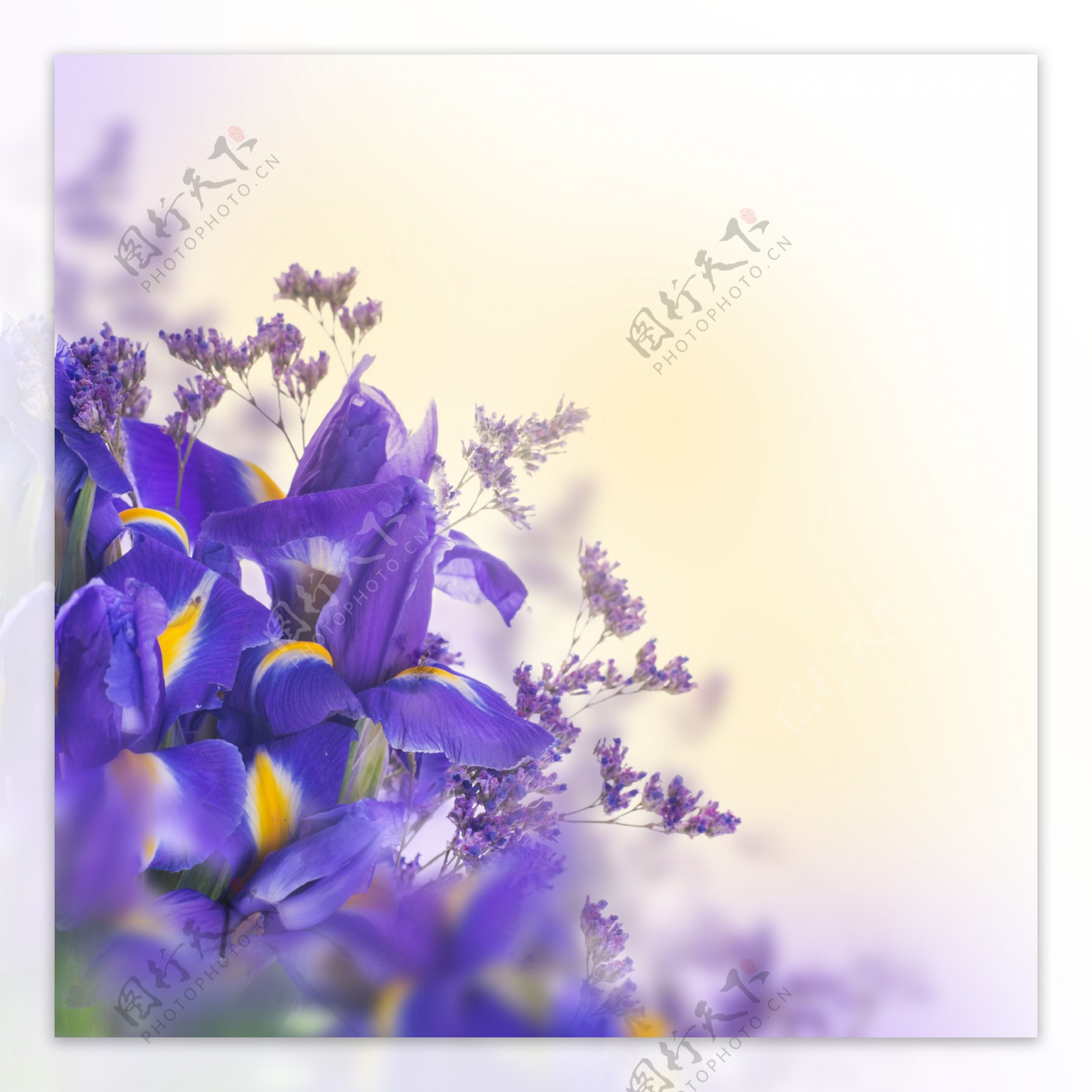 紫色水仙花